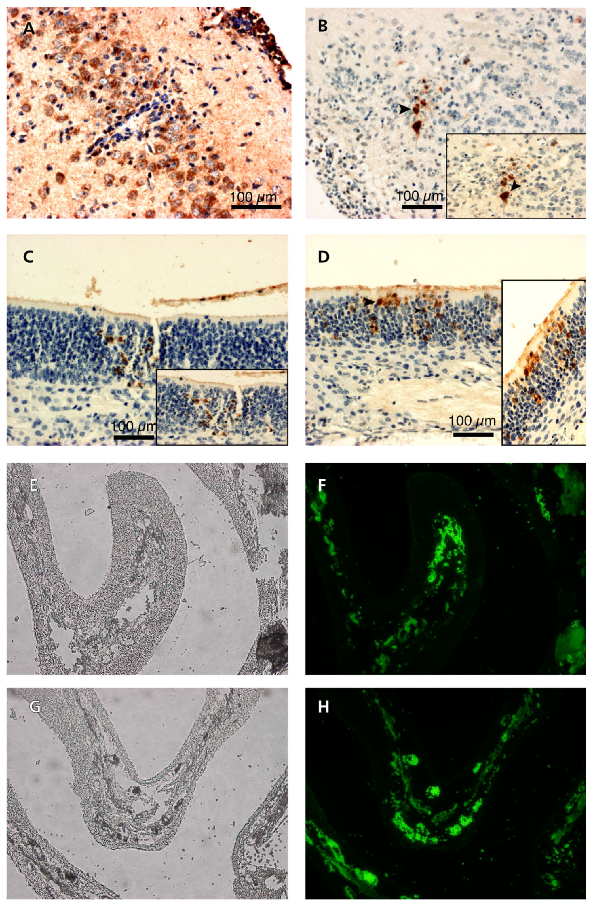 Pathogens 13 00865 g009