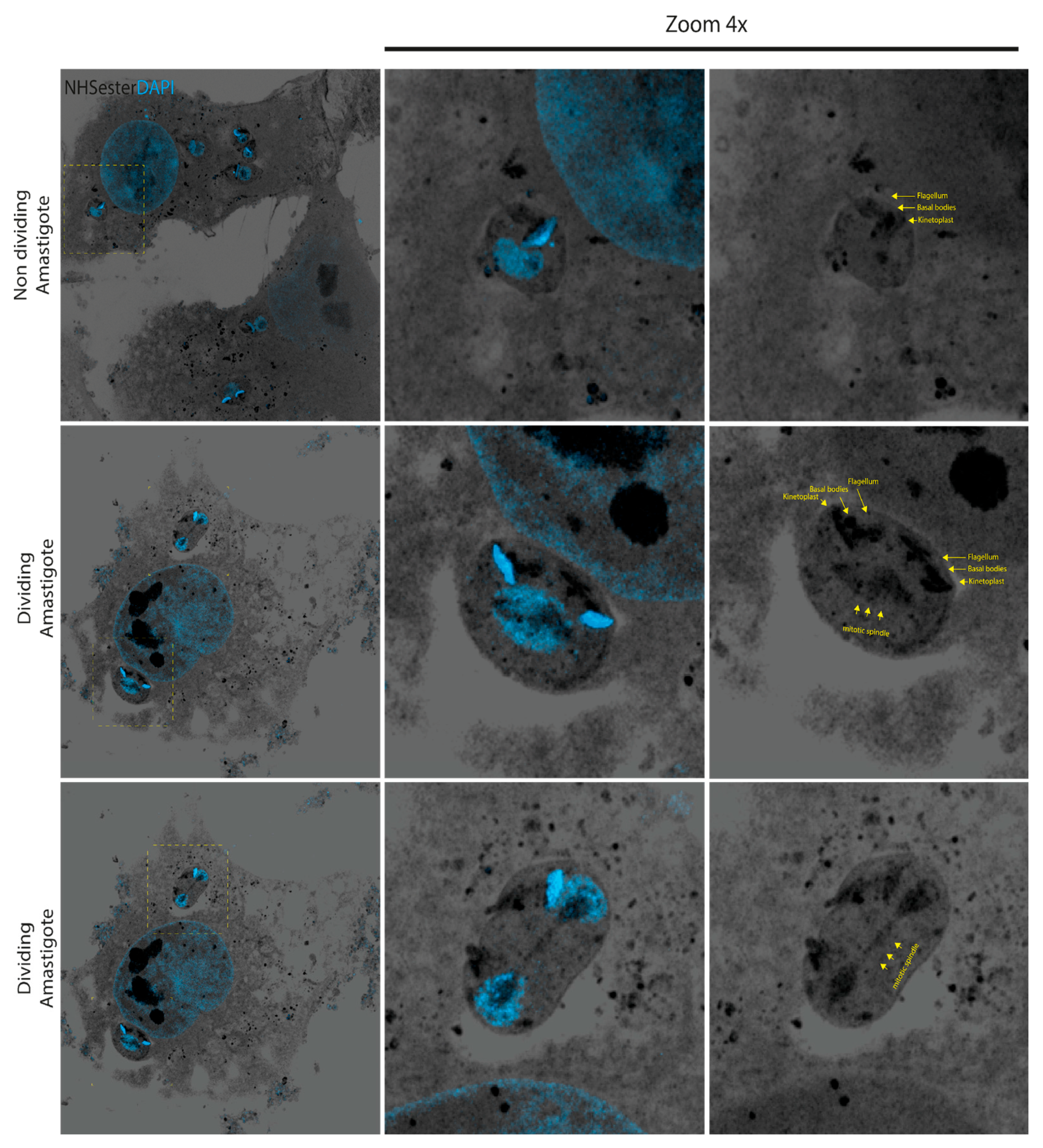 Pathogens 13 00866 g005