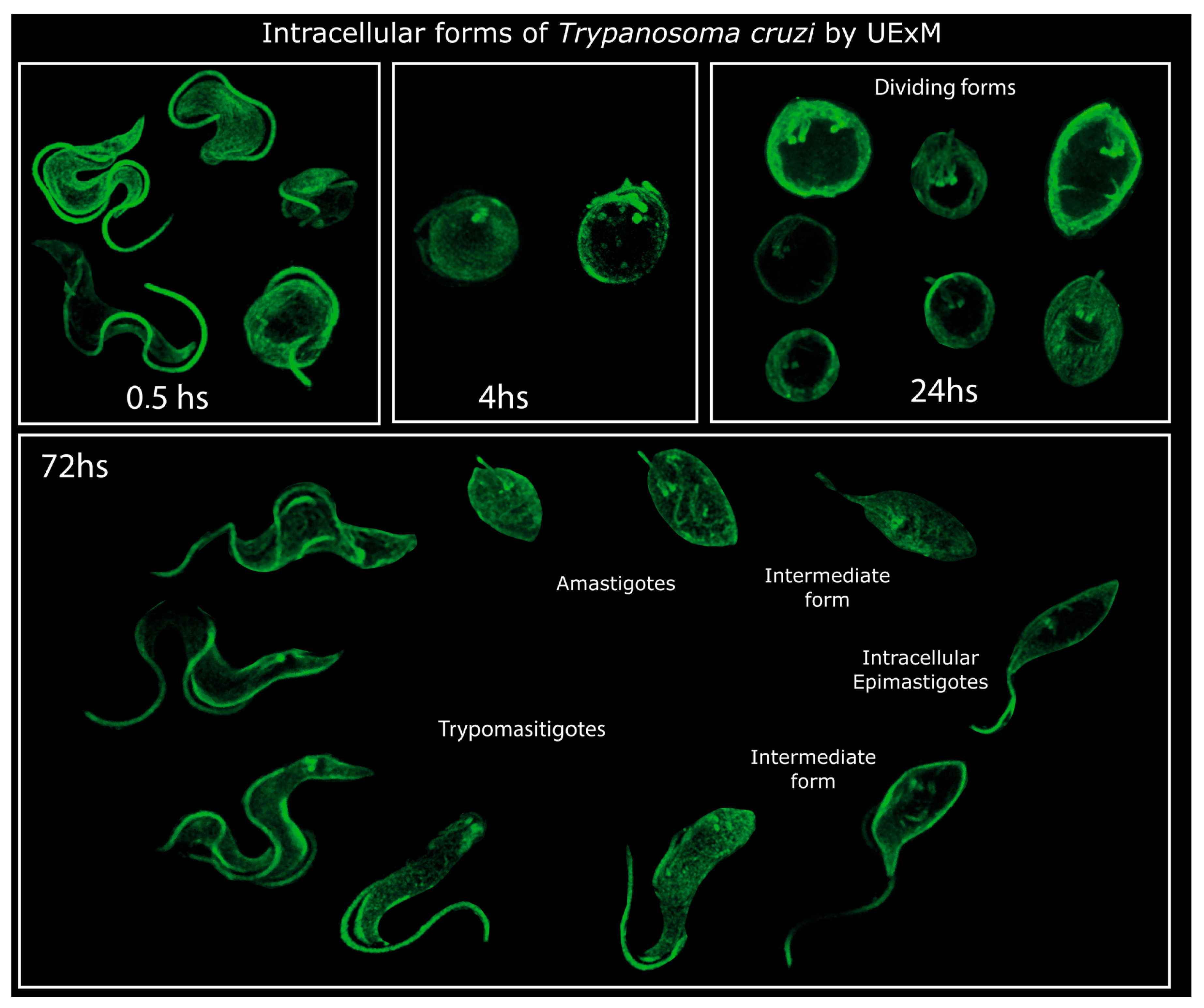 Pathogens 13 00866 g007
