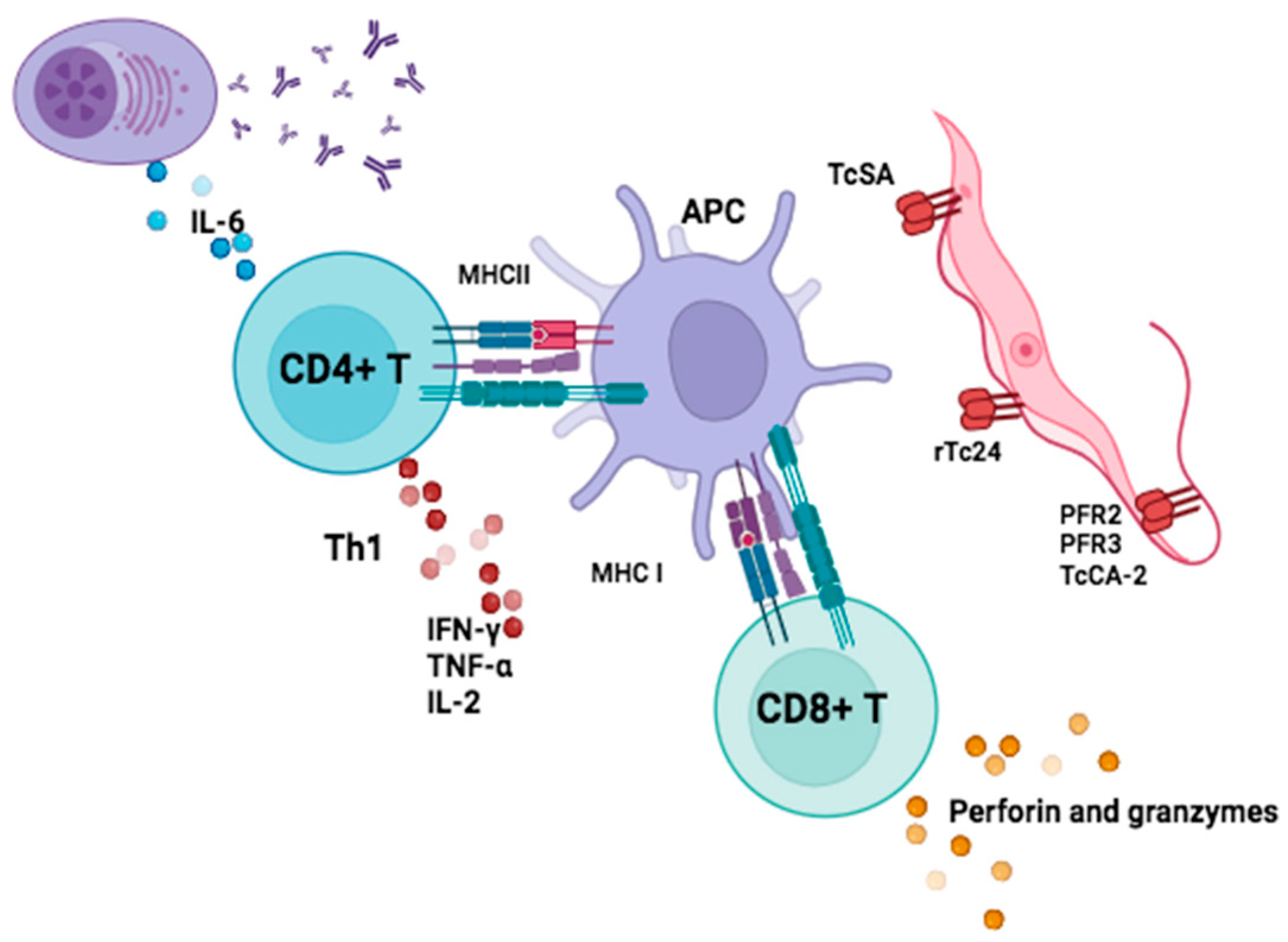 Pathogens 13 00870 g002 Pathogens 13 00870 g002