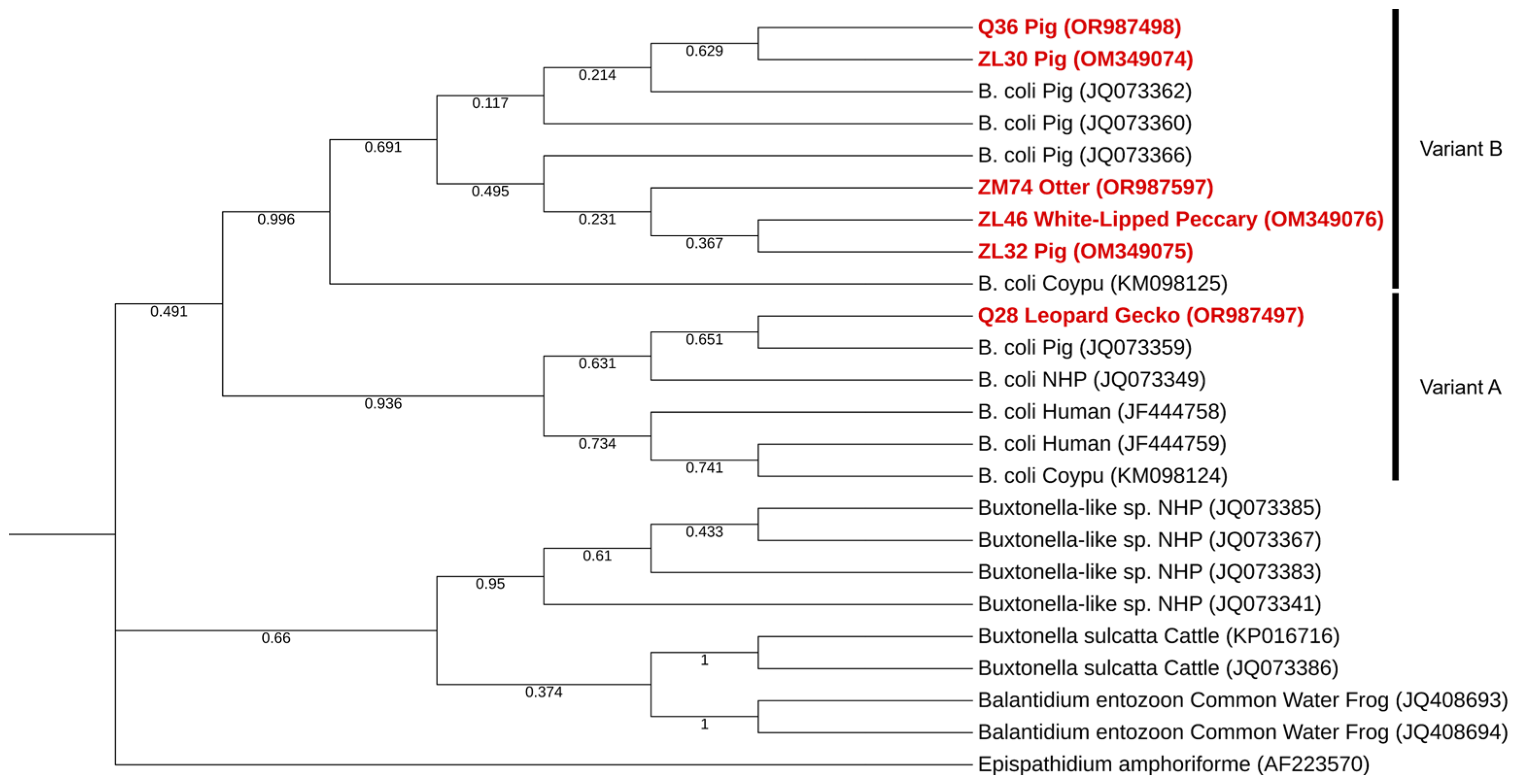 Pathogens 13 00874 g002 Pathogens 13 00874 g002
