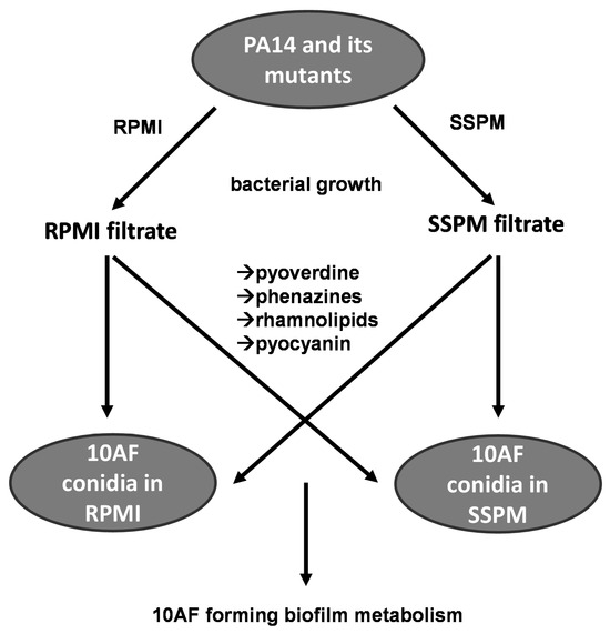 Anti-Fungal (Aspergillus fumigatus) Activity of Pseudomonas 