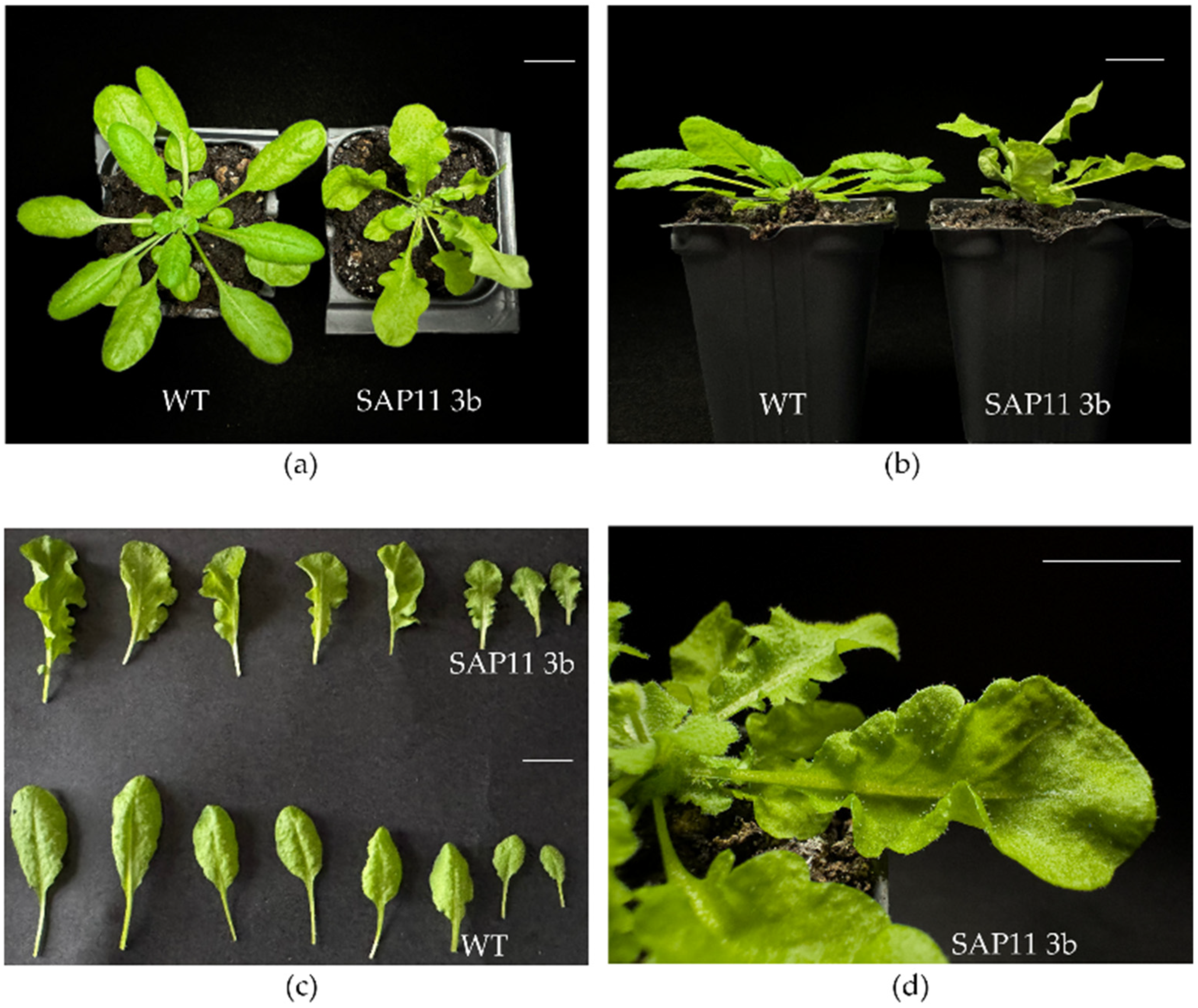 Pathogens 13 00893 g002