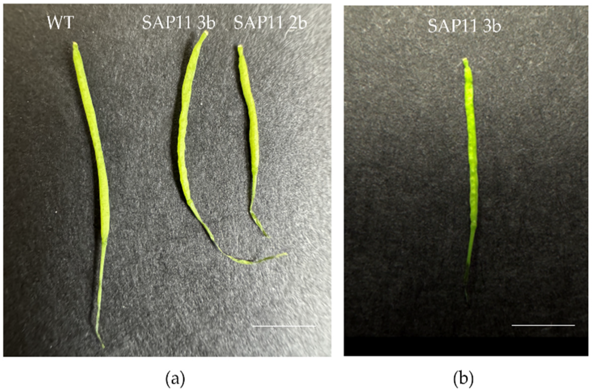 Pathogens 13 00893 g003