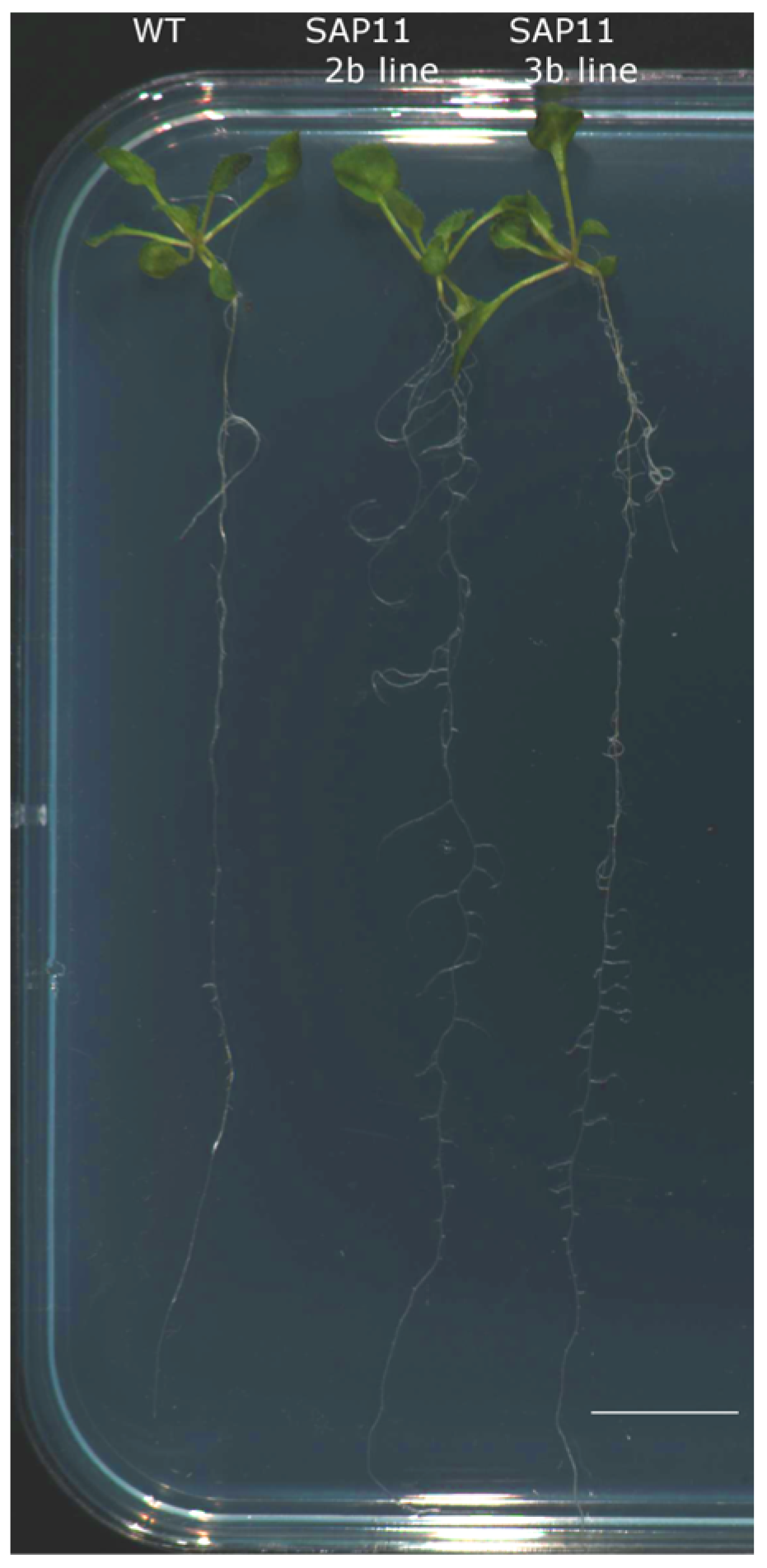 Pathogens 13 00893 g004