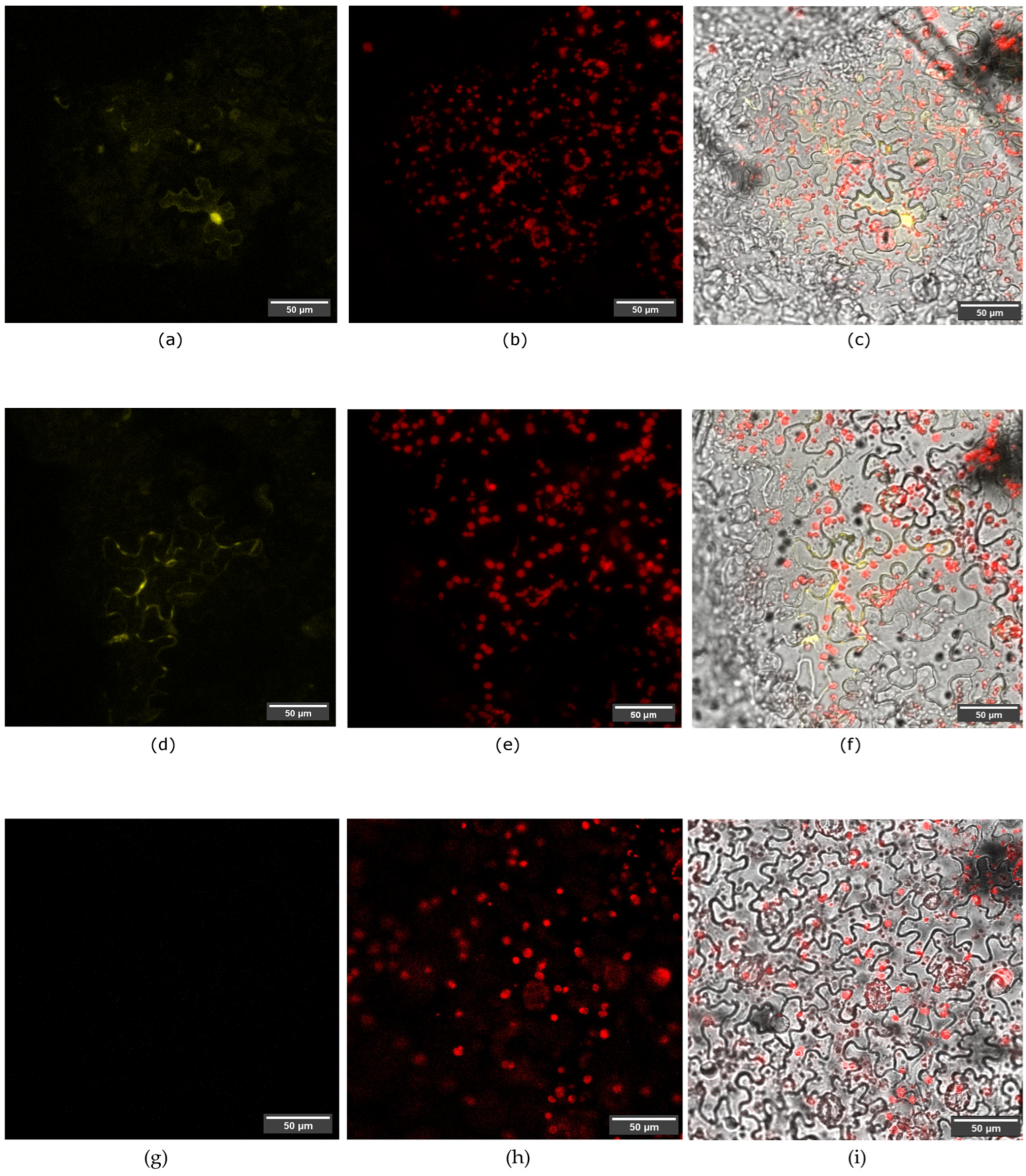 Pathogens 13 00893 g005