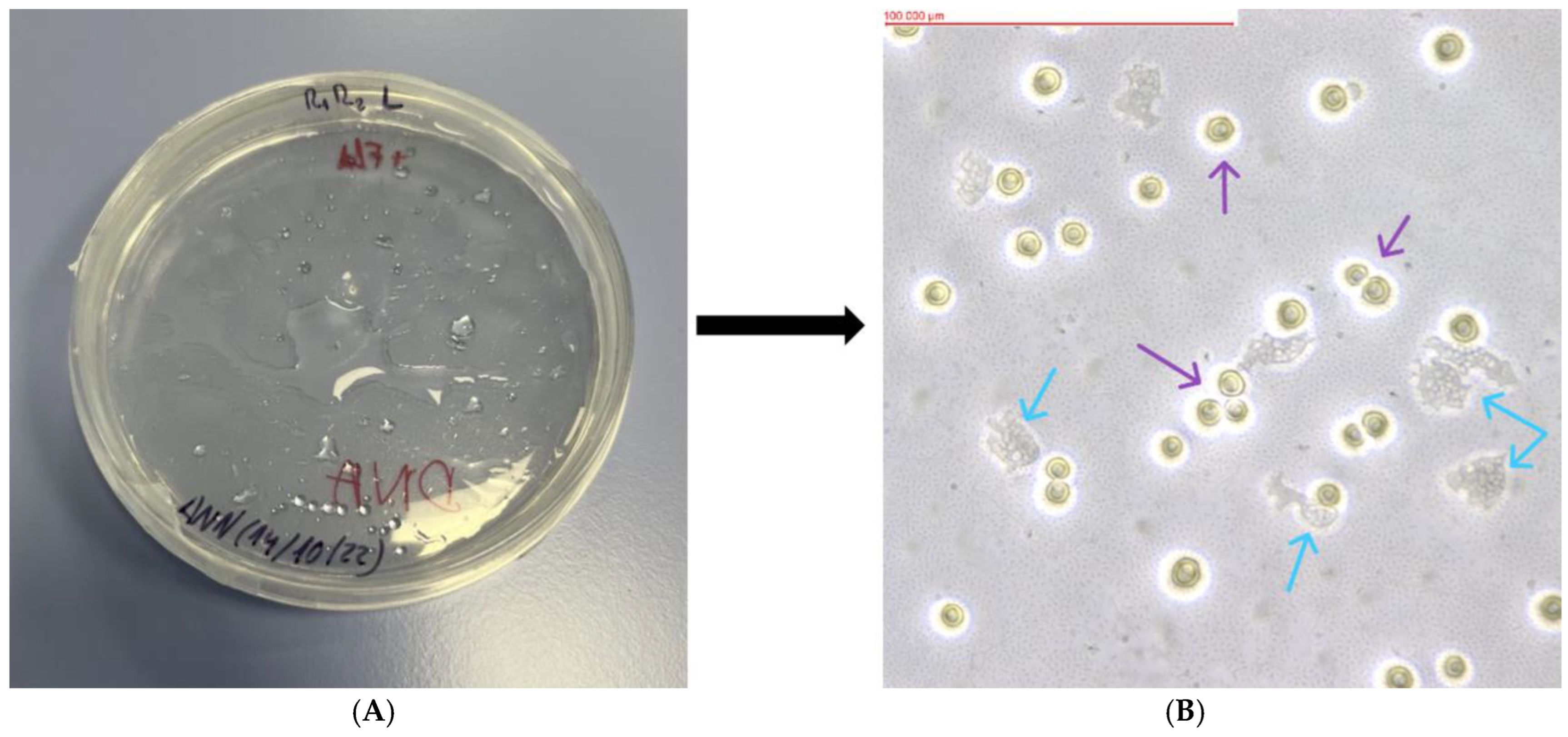 Pathogens 13 00895 g004