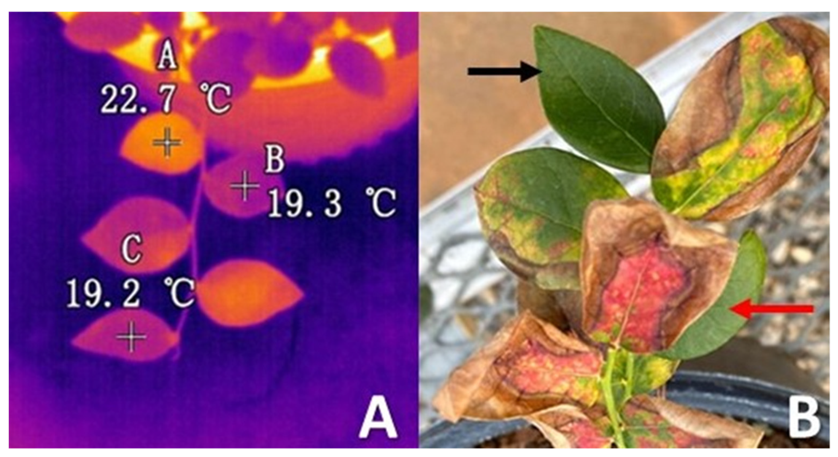 Pathogens 13 00904 g001
