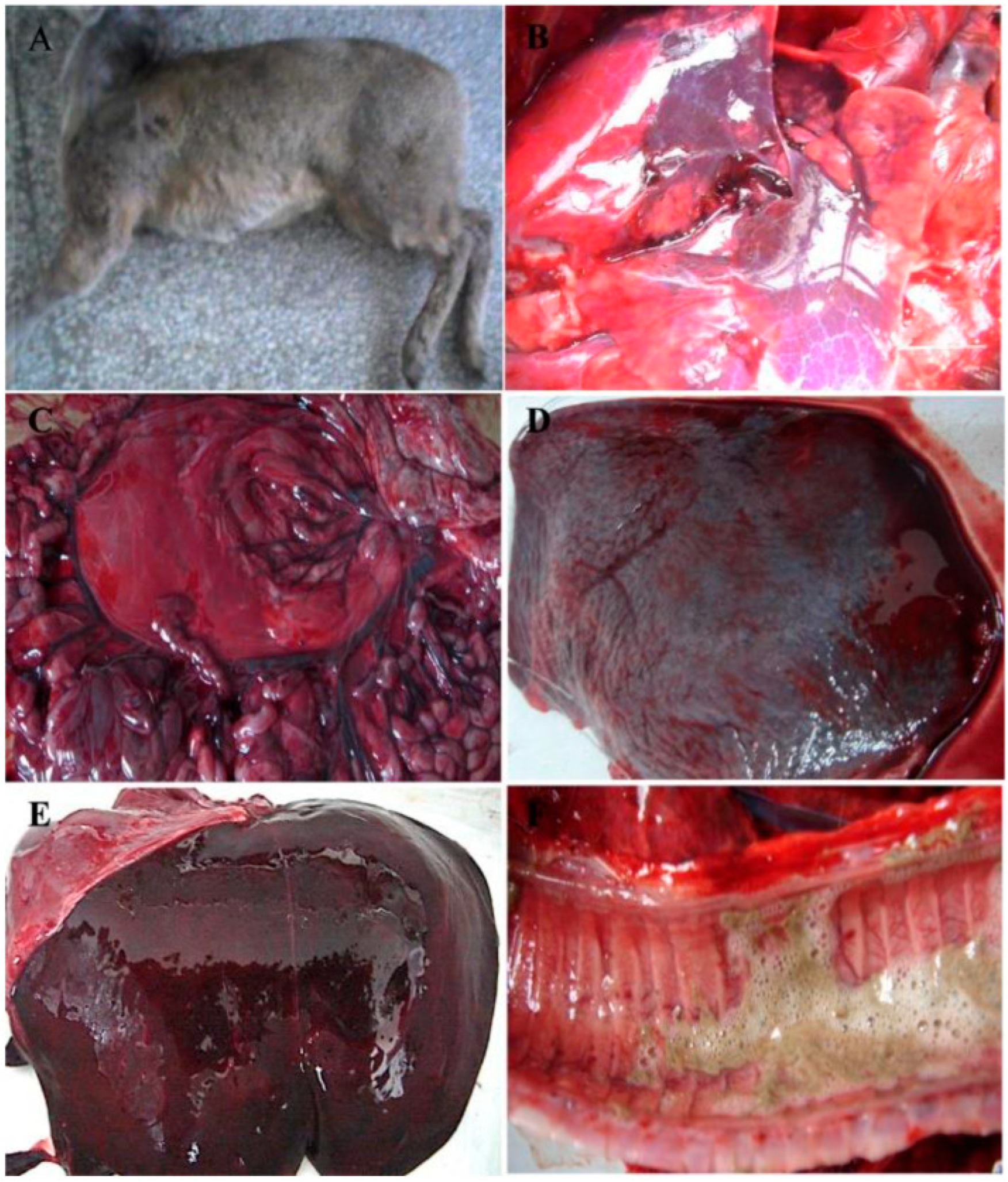 Pathogens 13 00925 g001 Pathogens 13 00925 g001