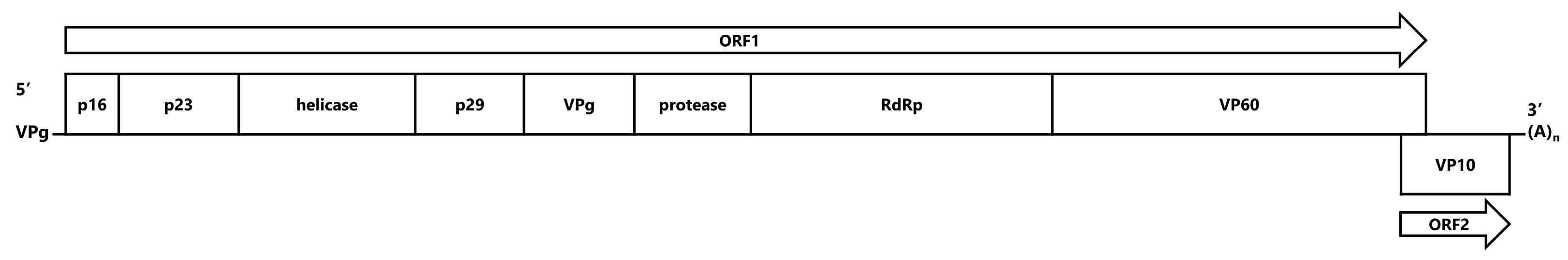 Pathogens 13 00925 g002 Pathogens 13 00925 g002