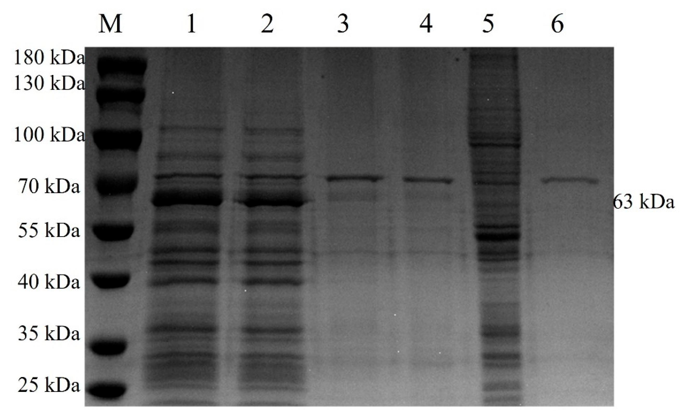 Pathogens 13 00925 g004 Pathogens 13 00925 g004