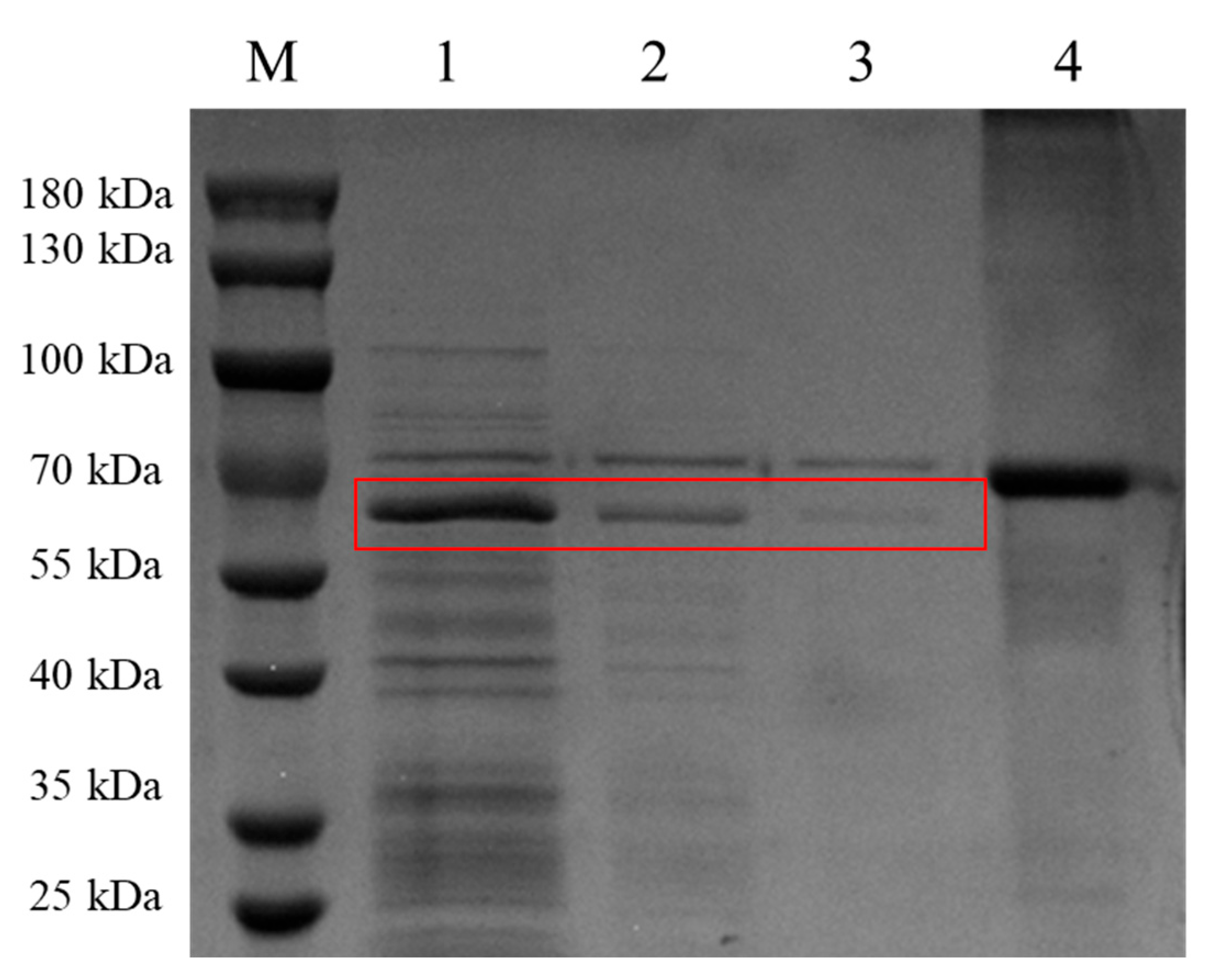 Pathogens 13 00925 g007 Pathogens 13 00925 g007