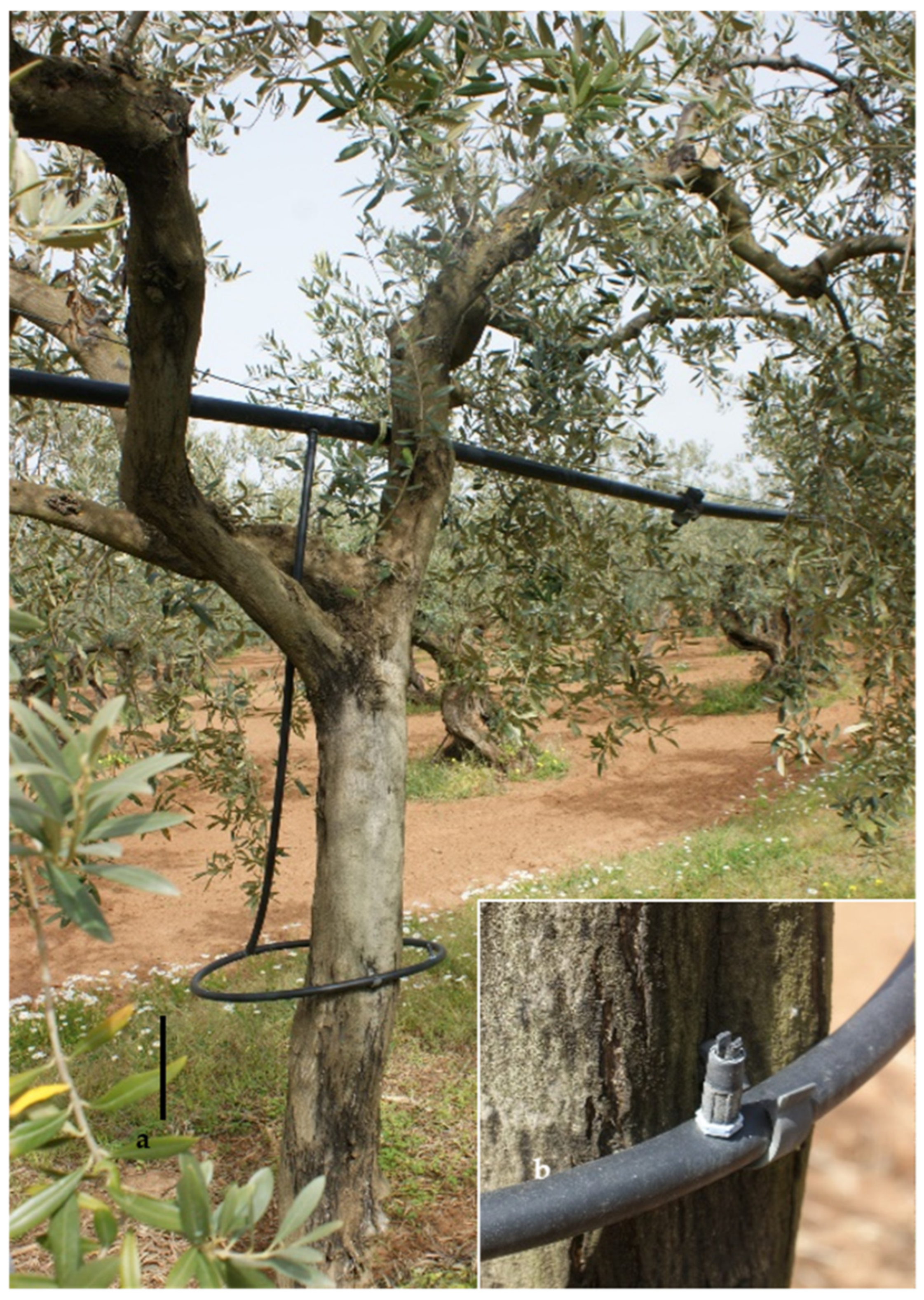 Pathogens 13 00932 g001