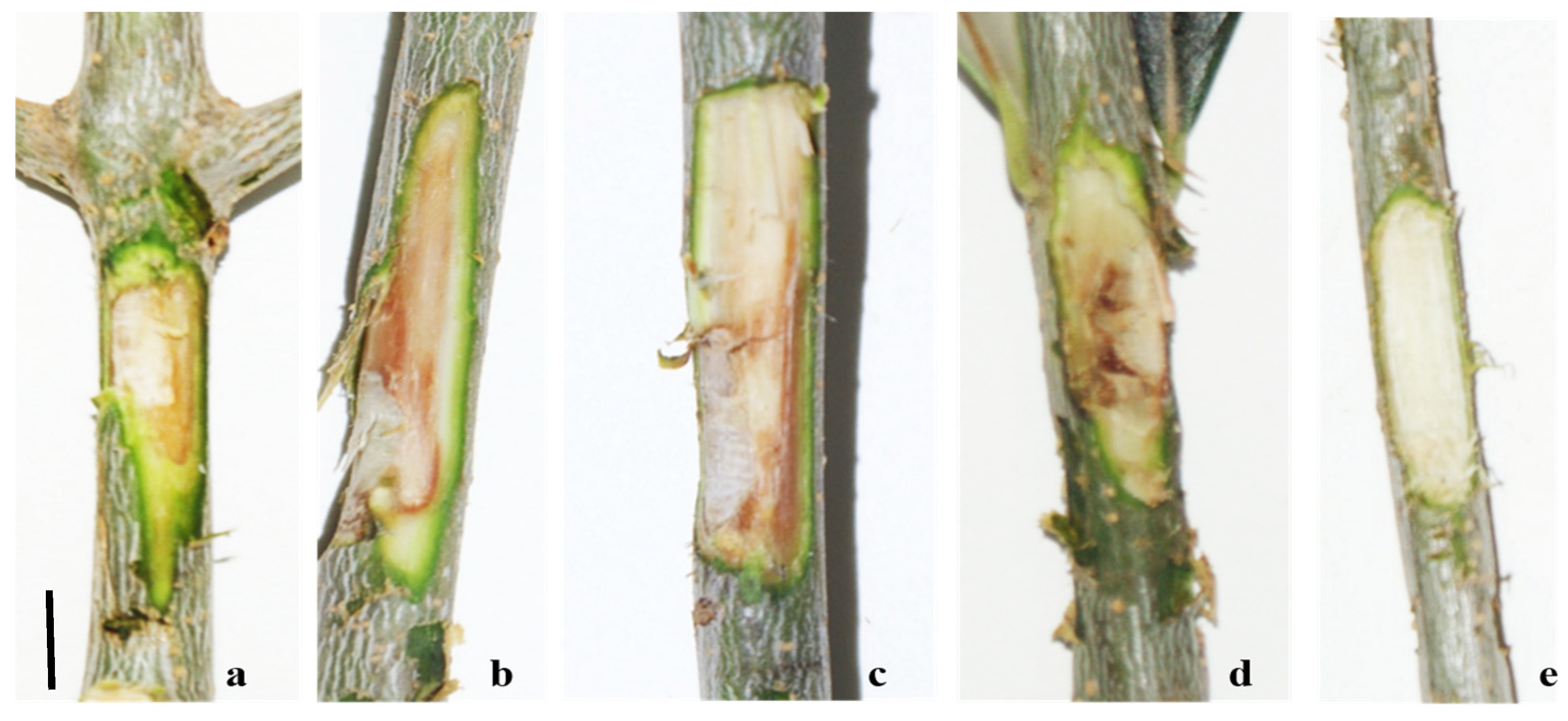 Pathogens 13 00932 g007