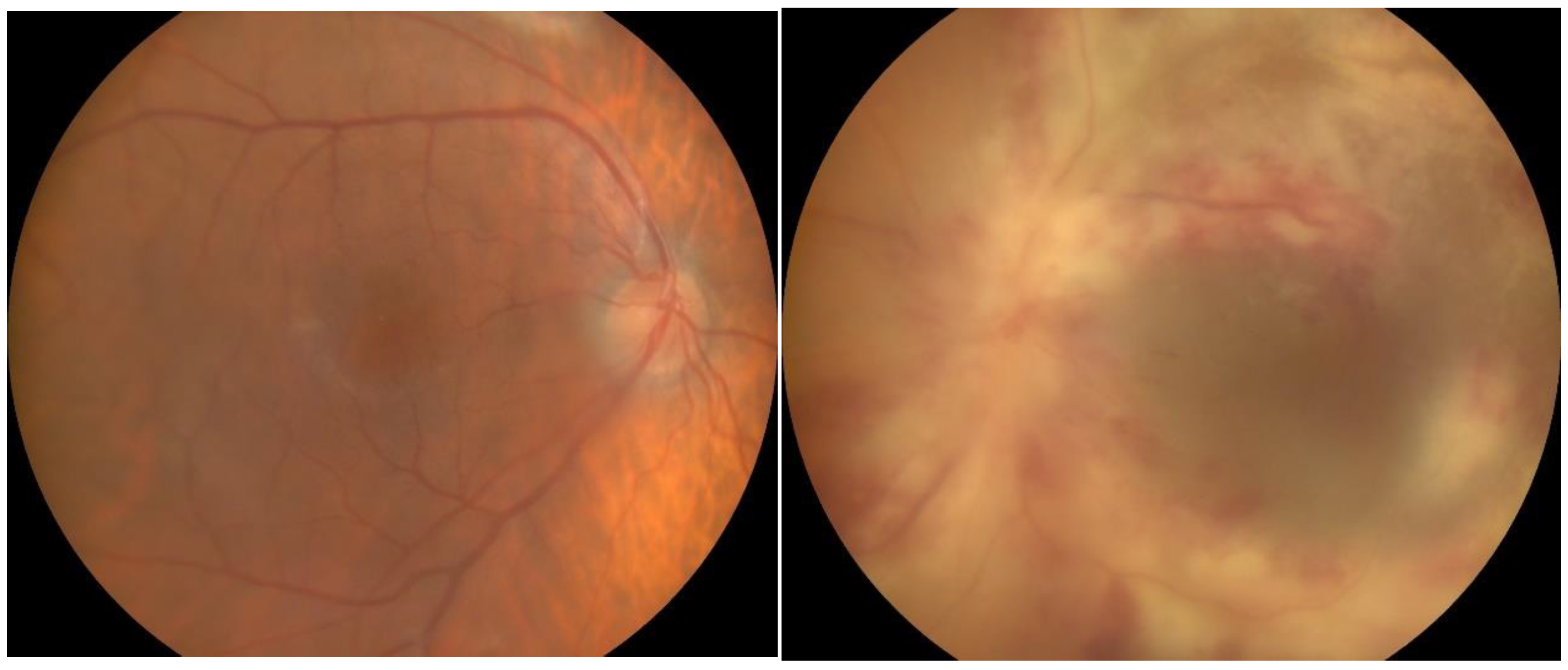 Pathogens 13 00938 g001 Pathogens 13 00938 g001