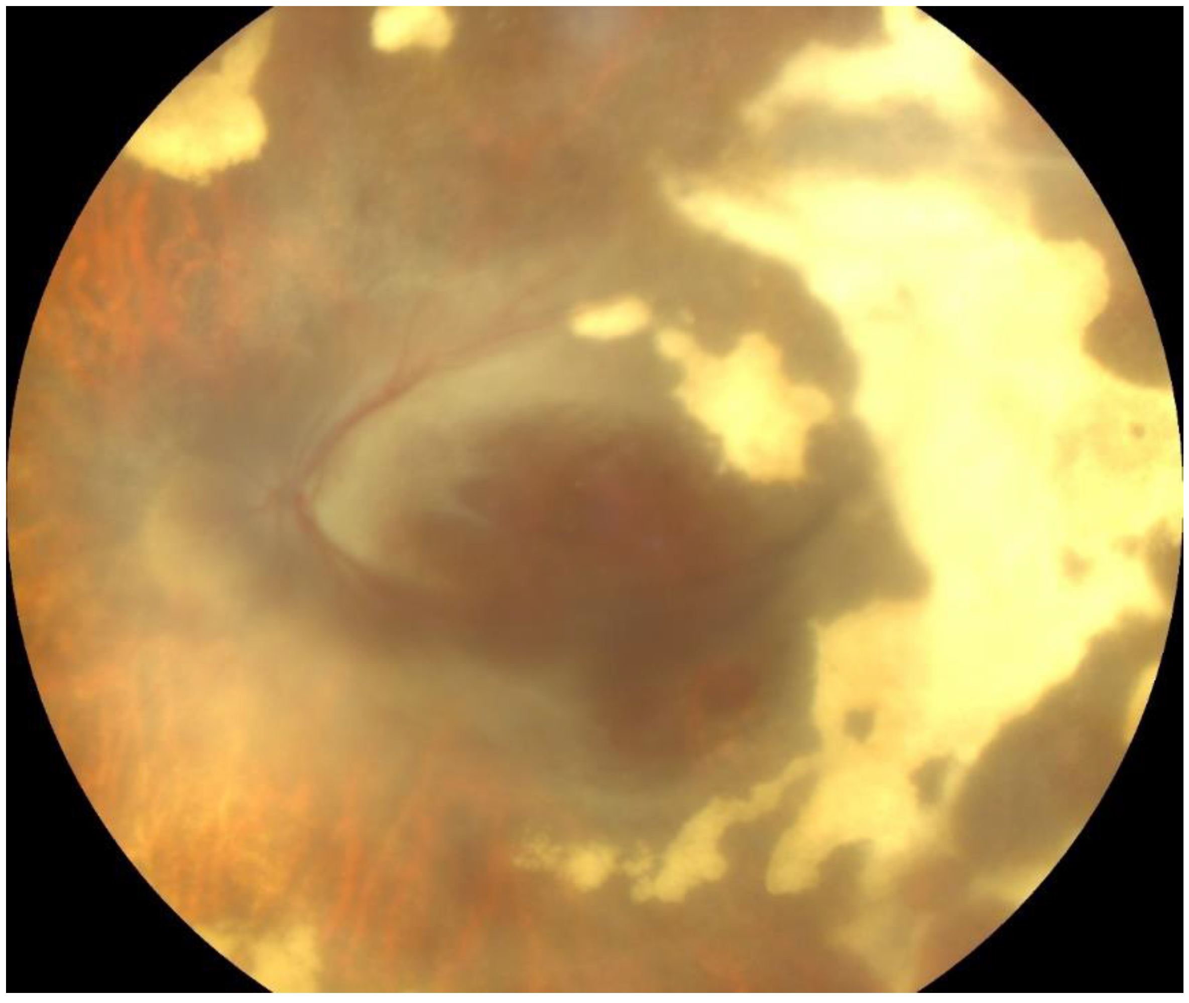 Pathogens 13 00938 g005 Pathogens 13 00938 g005