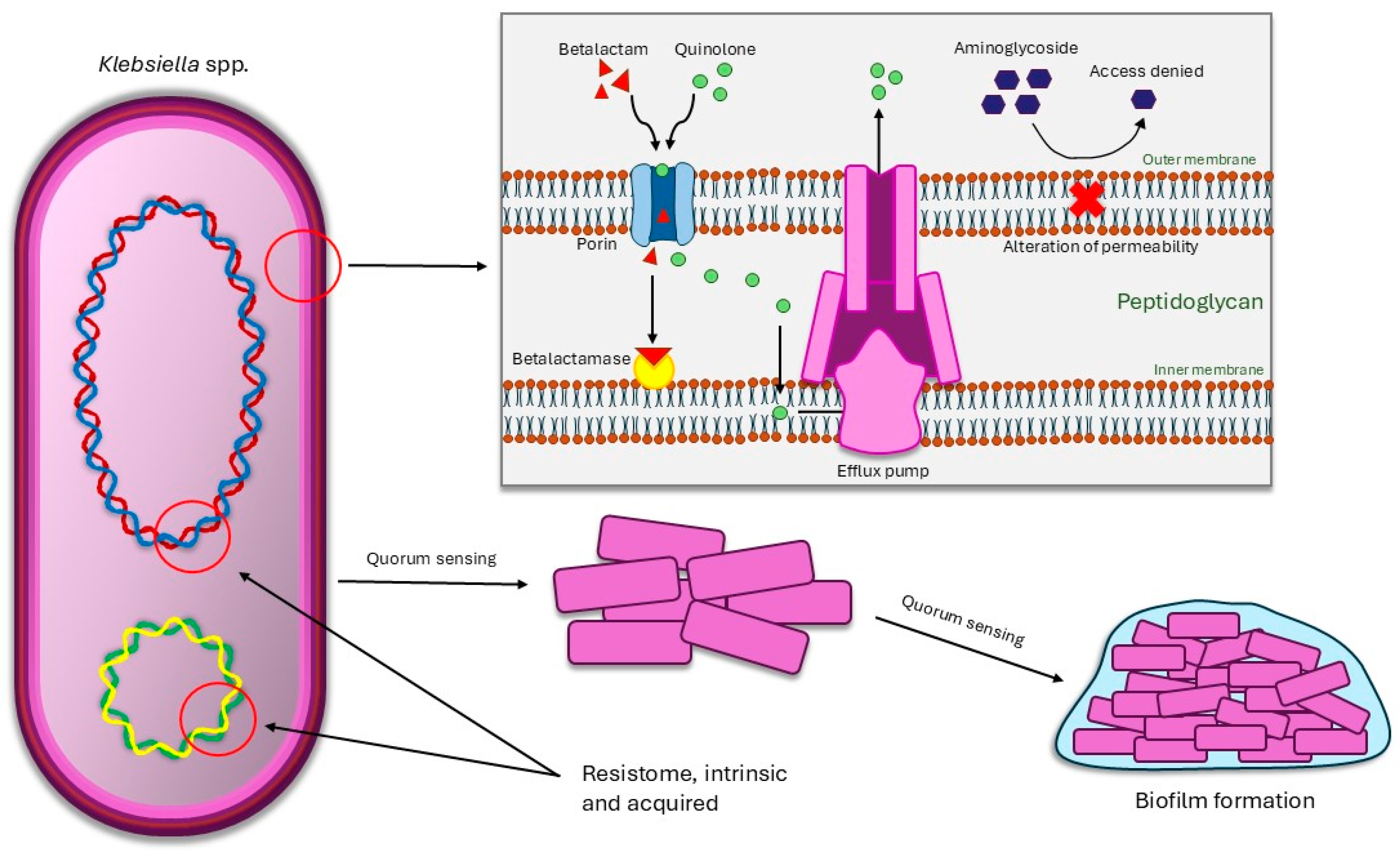 Pathogens 13 00945 g002 Pathogens 13 00945 g002