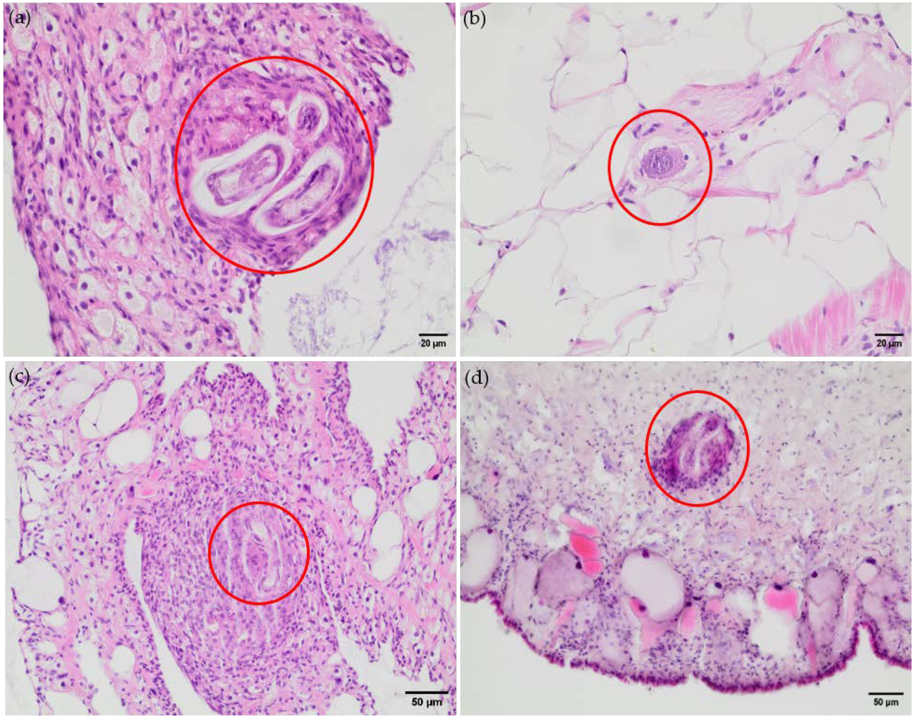 Pathogens 13 00946 g002