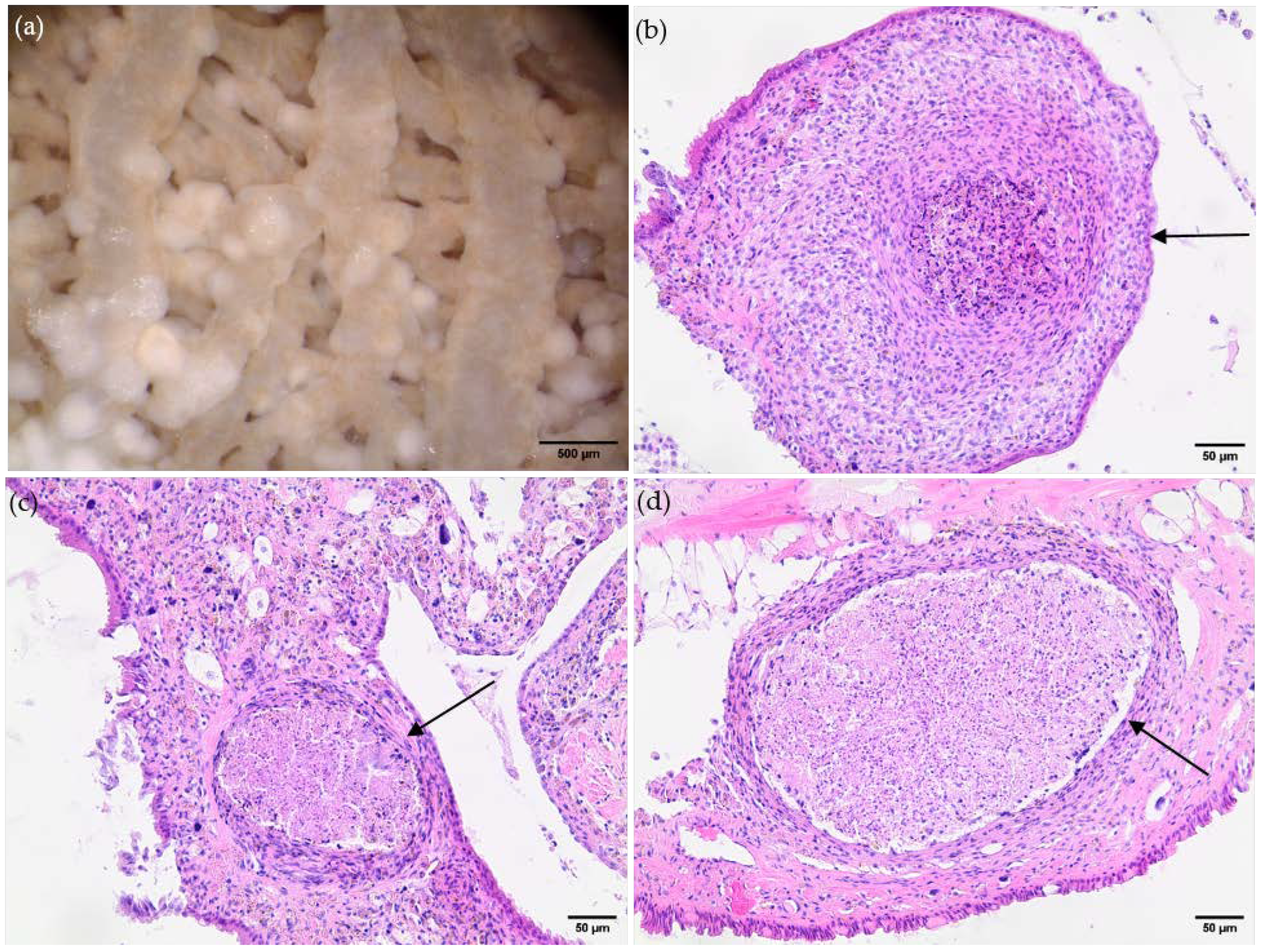 Pathogens 13 00946 g004