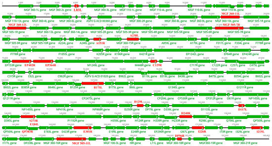 ニシ How Does African Swine Fever Virus Evade the cGAS-STING Pathway?