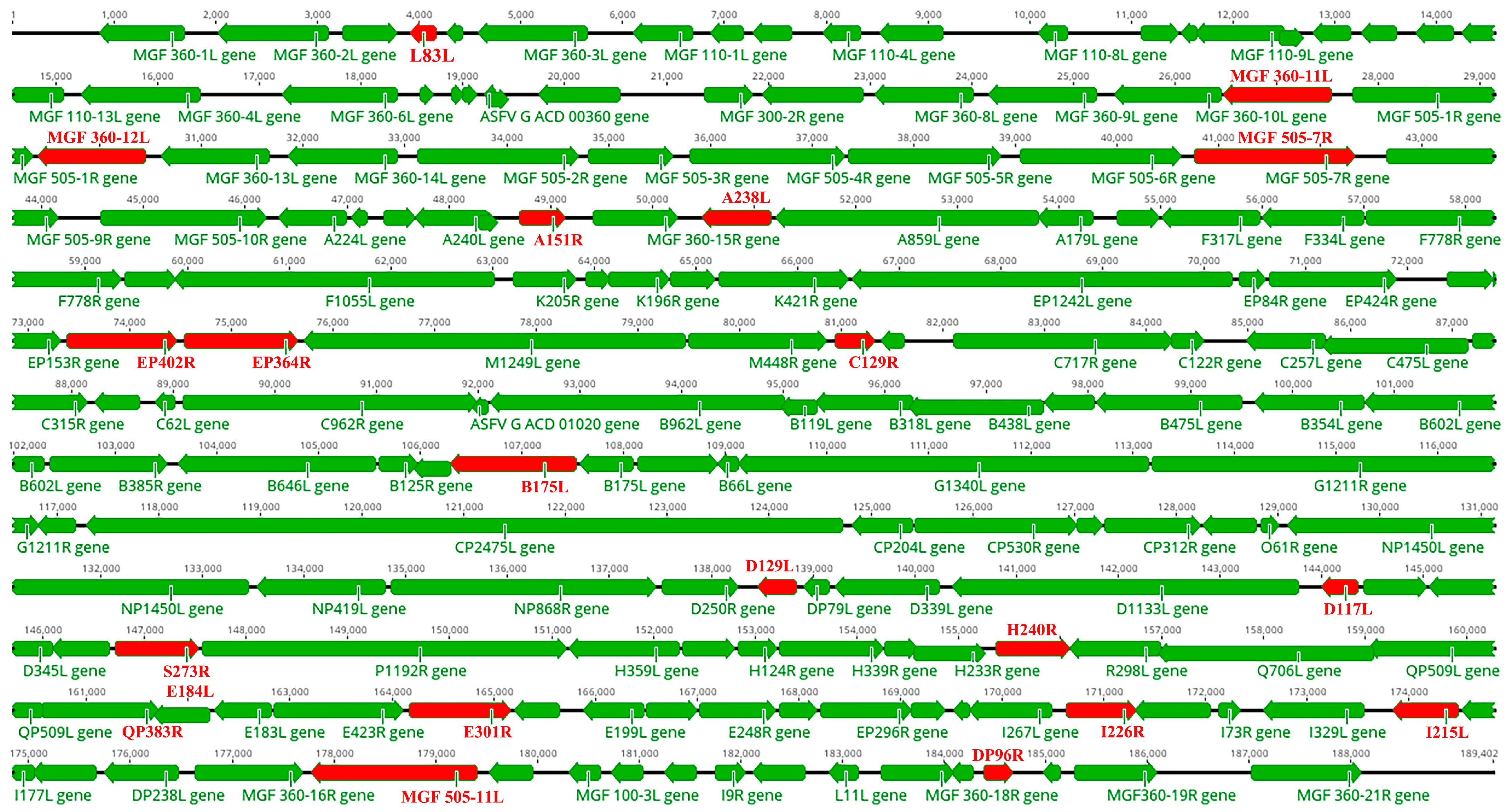How Does African Swine Fever Virus Evade the cGAS-STING Pathway?