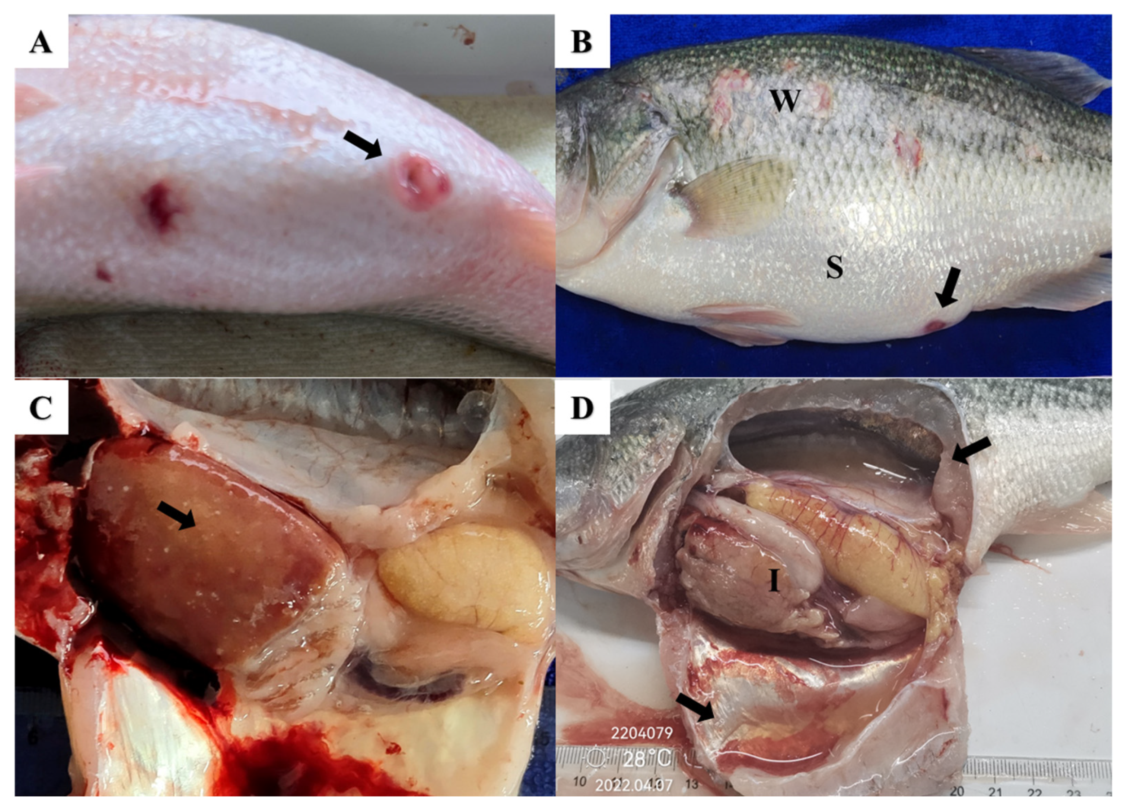 Pathogens 13 00987 g003