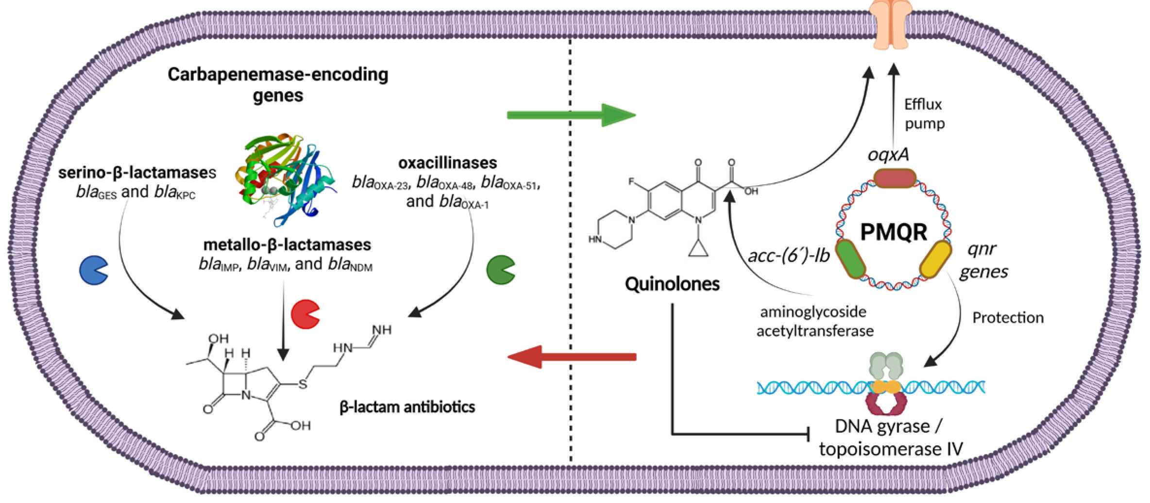Pathogens 13 00992 g001 Pathogens 13 00992 g001