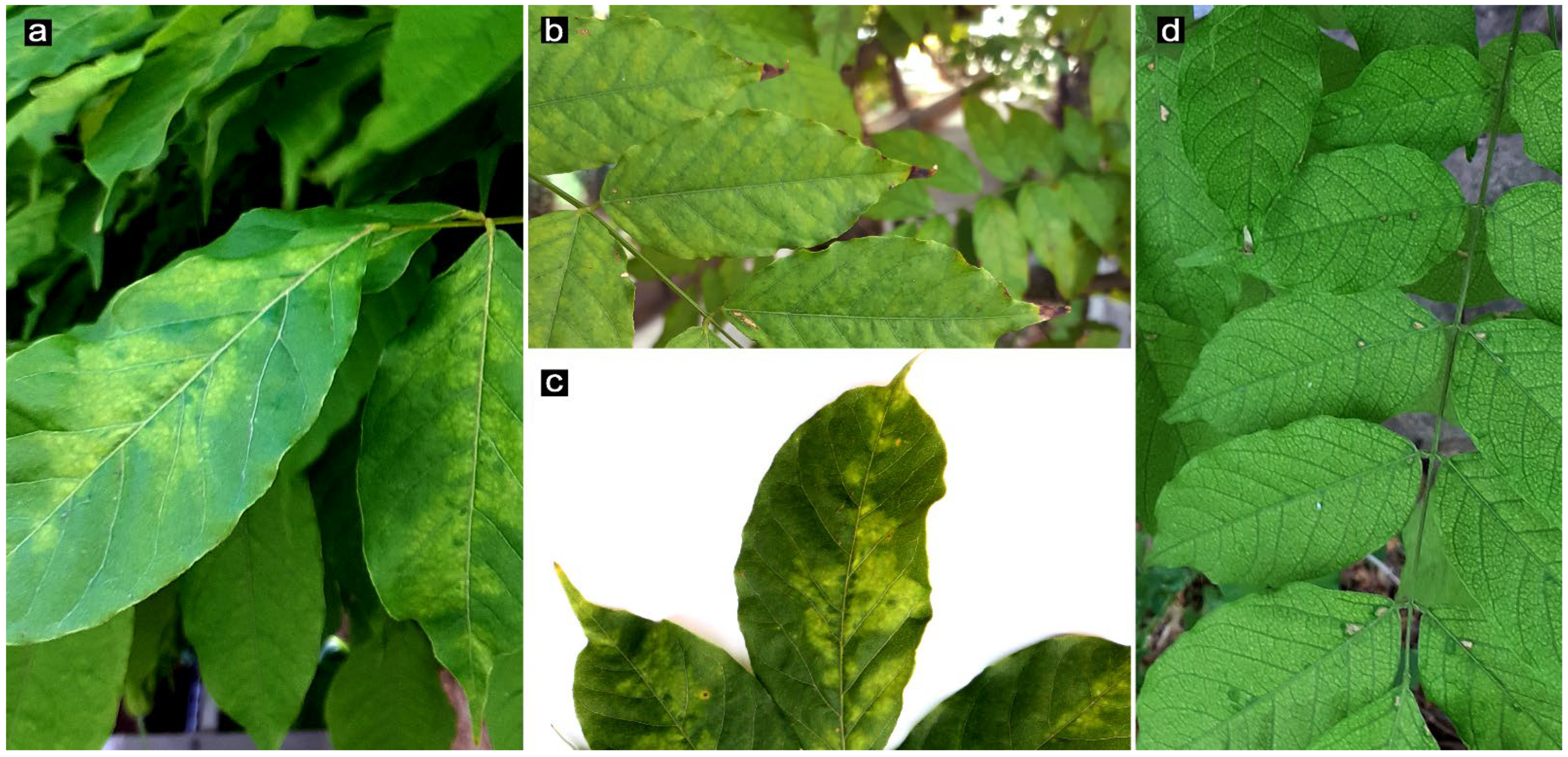 Pathogens 13 01001 g001