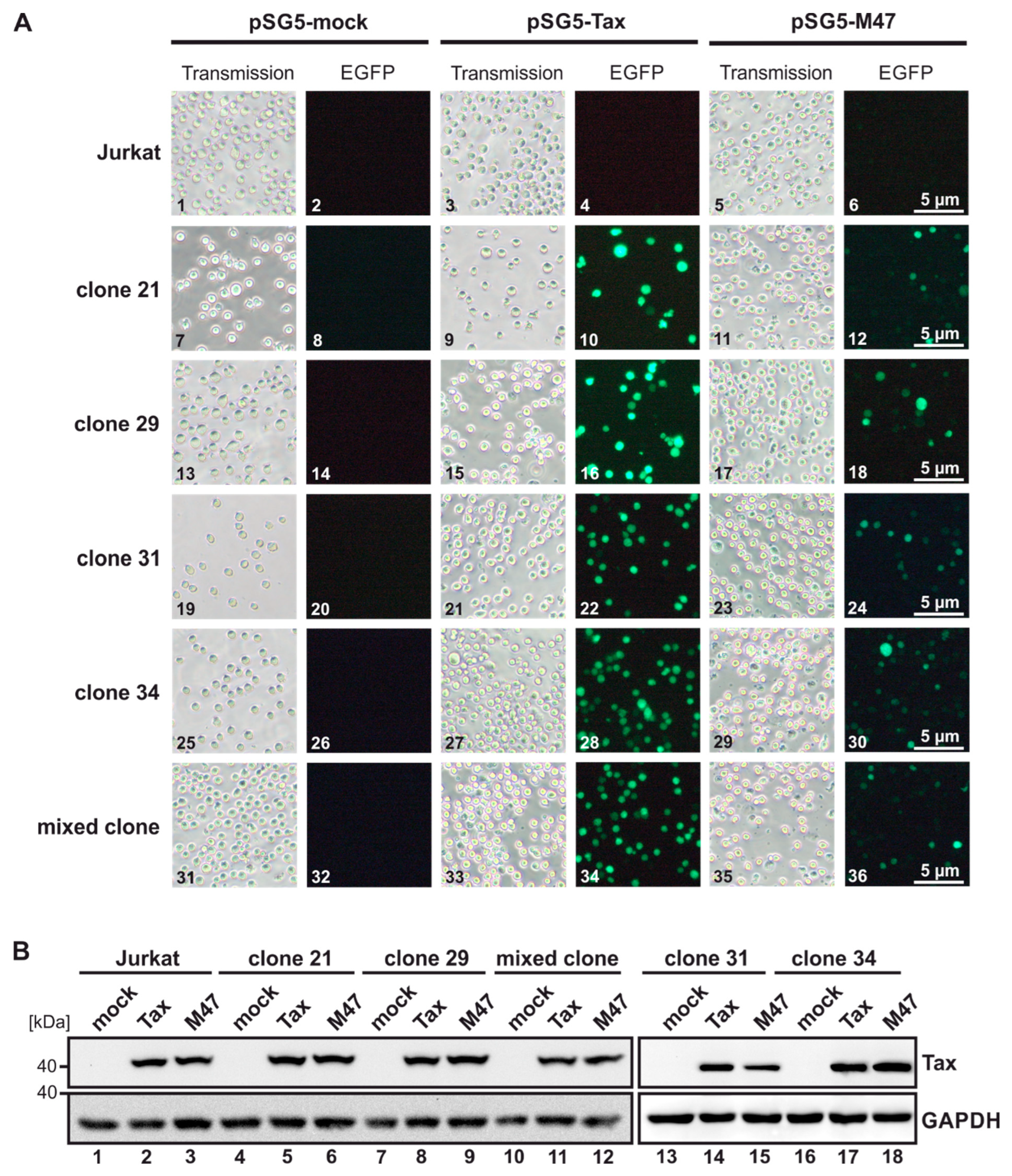 Pathogens 13 01015 g002