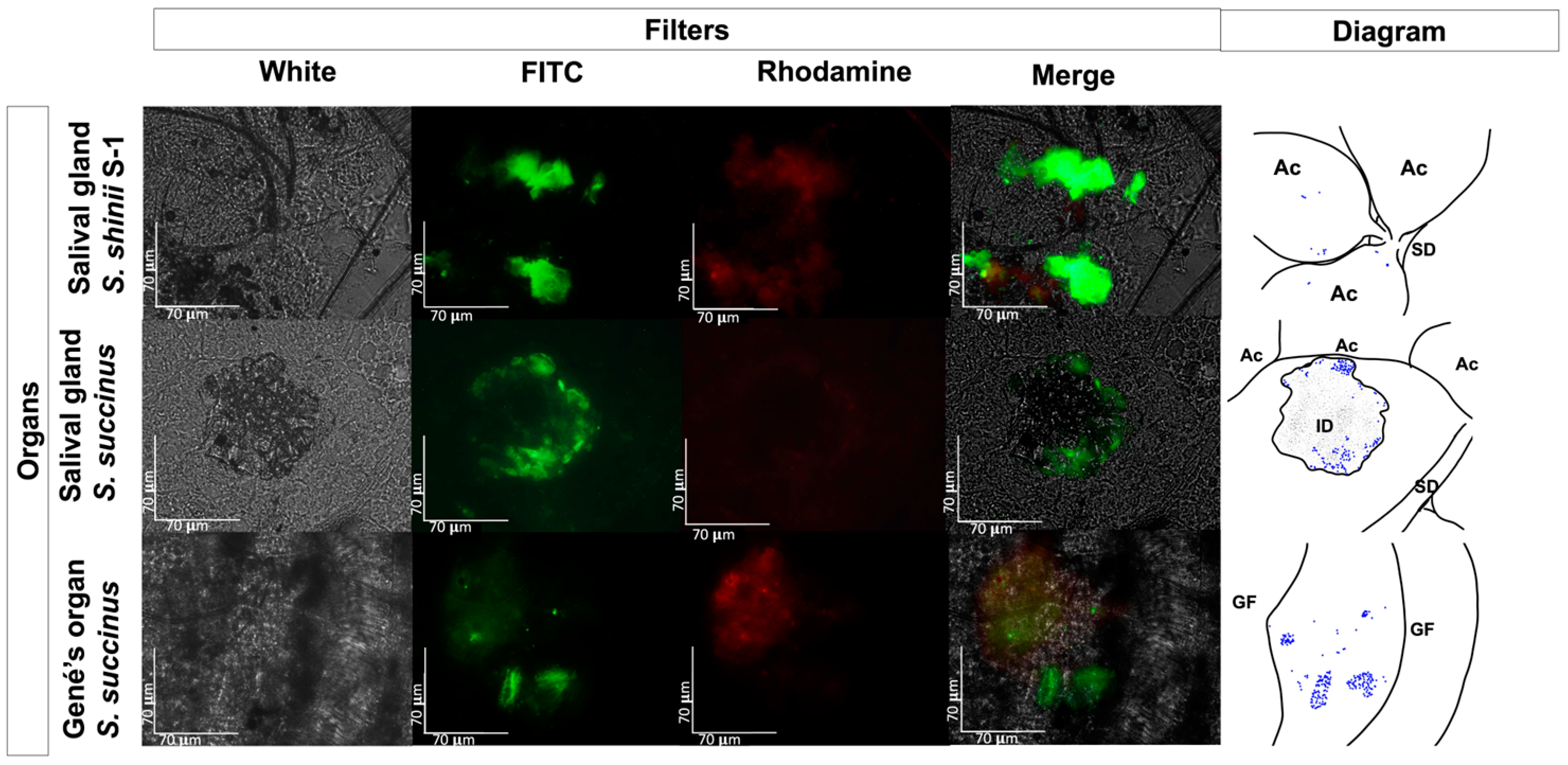 Pathogens 13 01025 g004