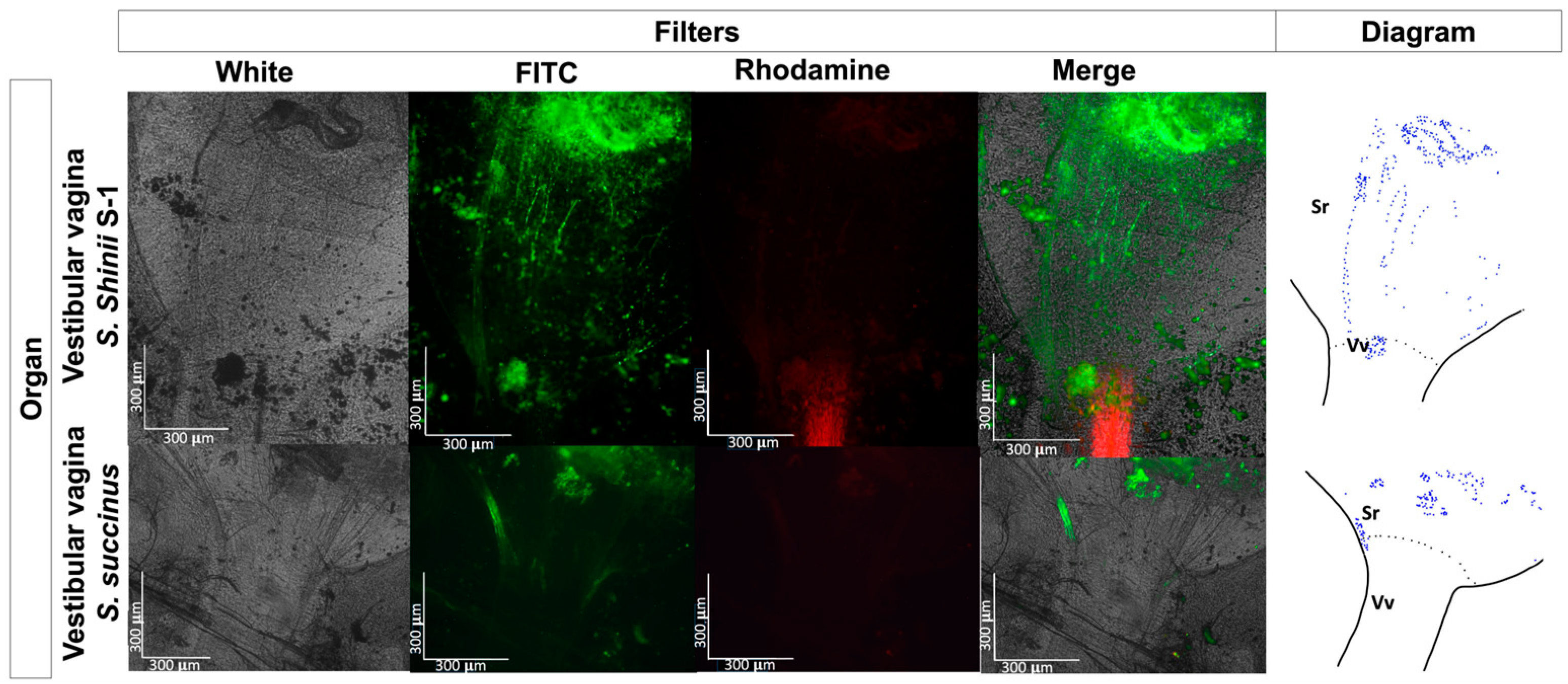Pathogens 13 01025 g005