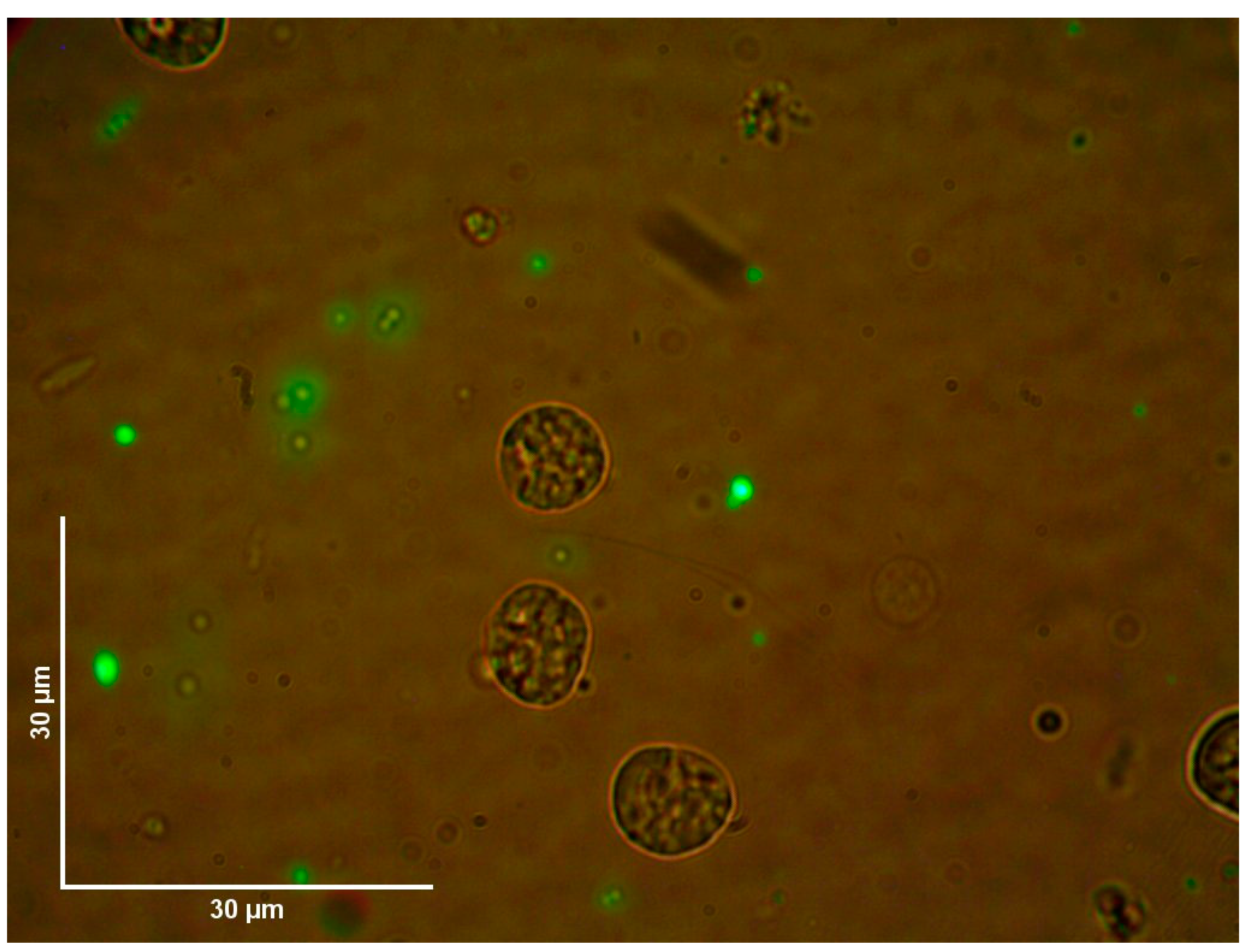 Pathogens 13 01025 g007