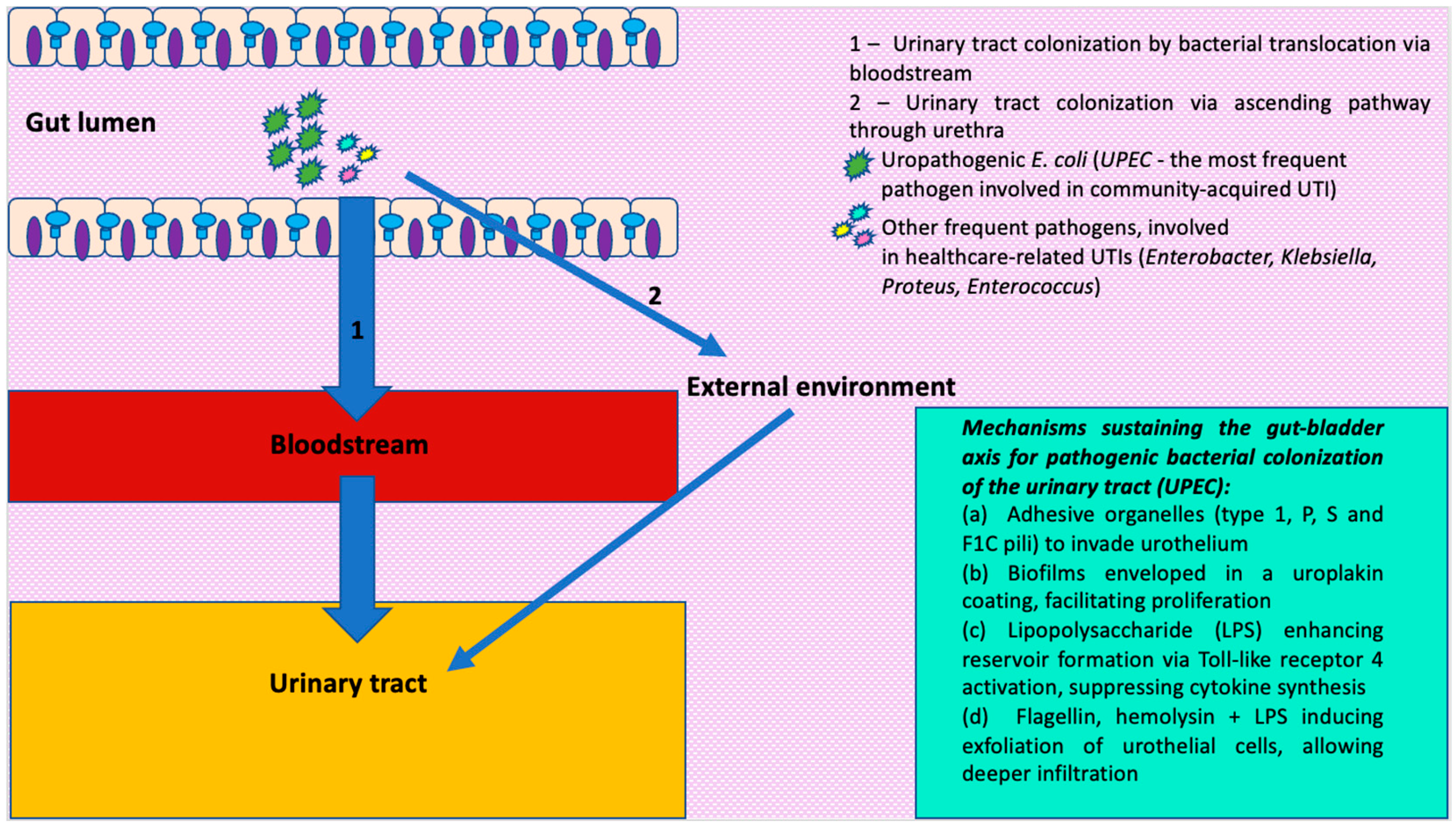 Pathogens 13 01028 g001