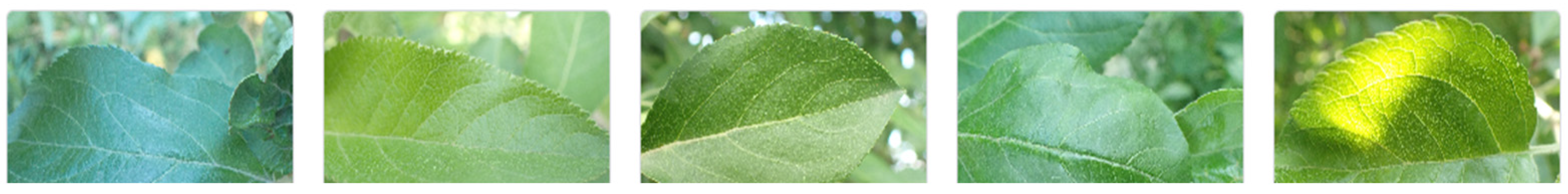 Pathogens 13 01032 g001