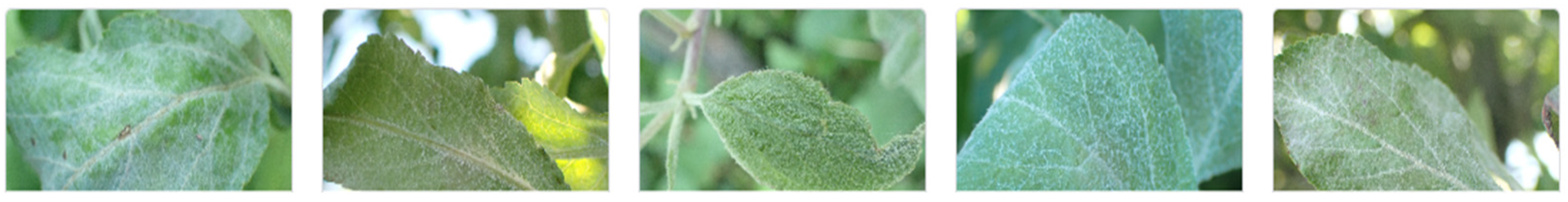 Pathogens 13 01032 g002