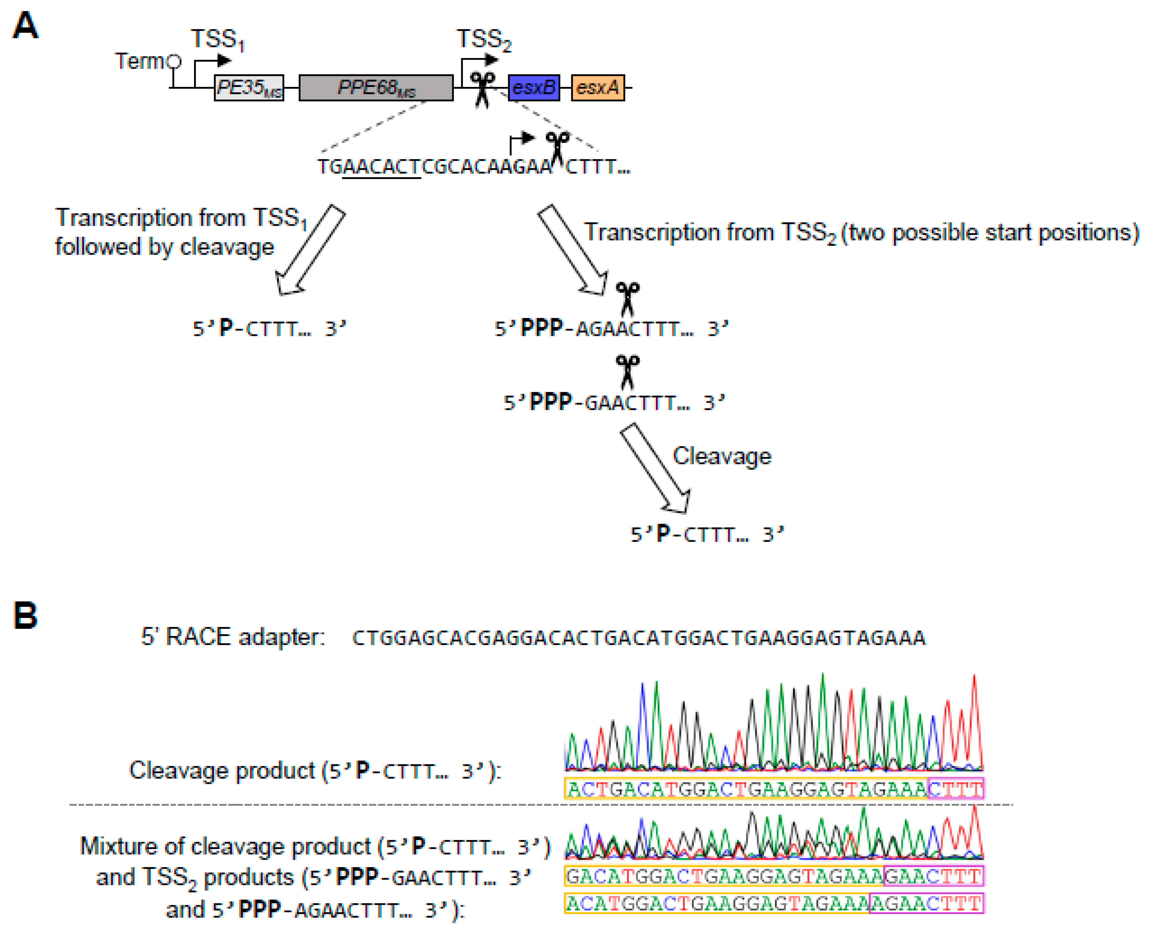 Pathogens 13 01041 g003