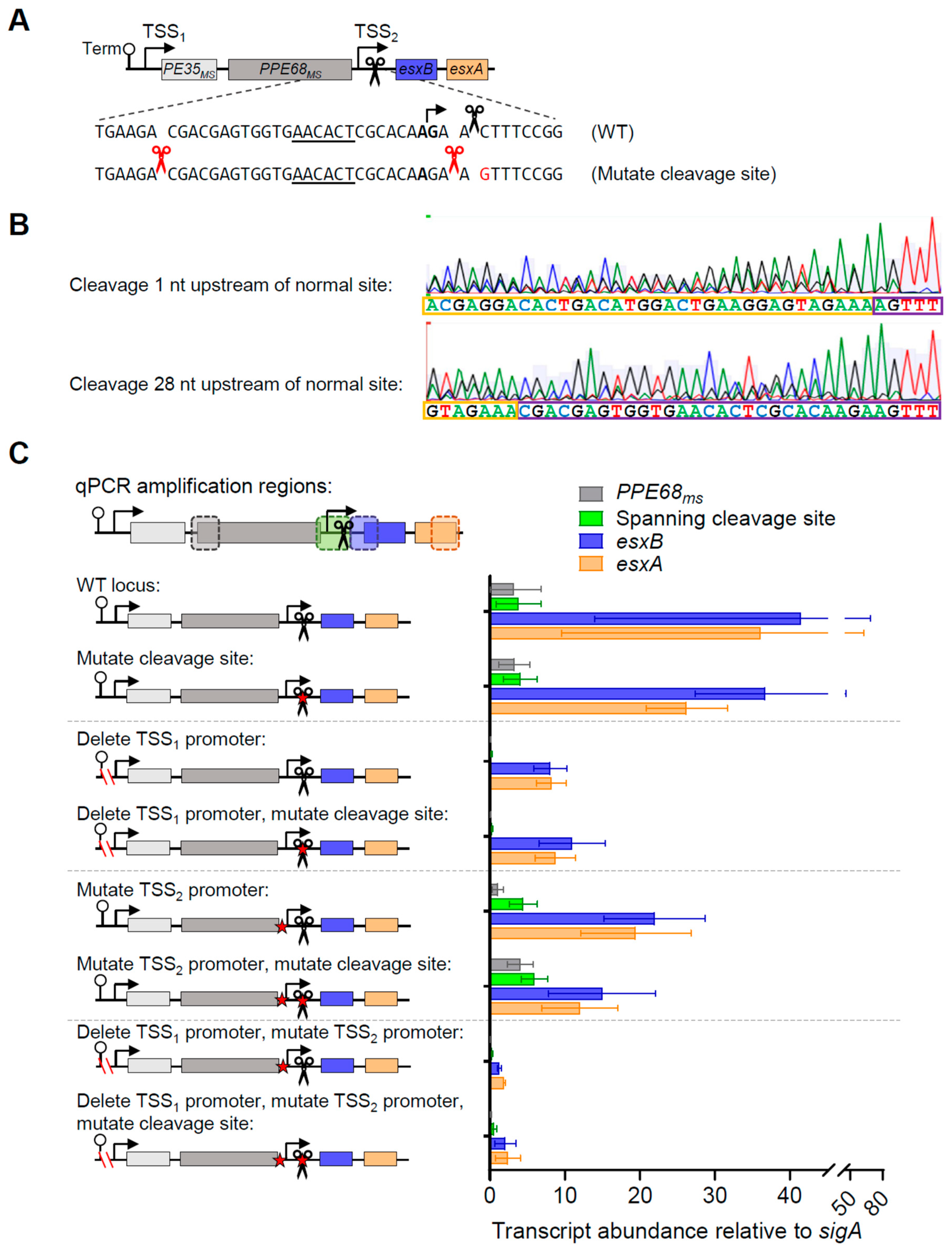 Pathogens 13 01041 g004