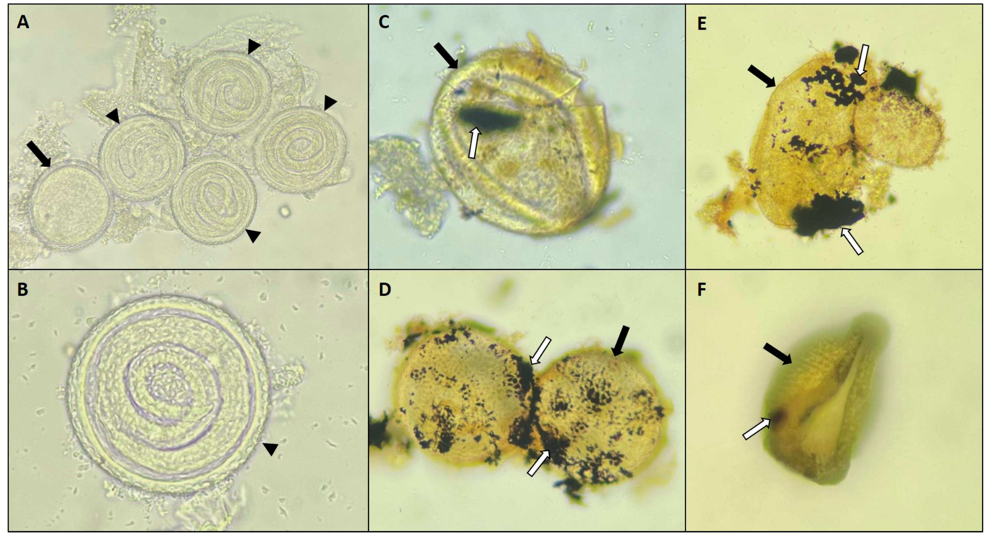 Pathogens 13 01043 g006