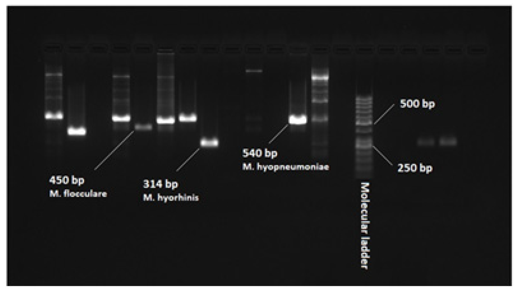 Pathogens 13 01044 g001 Pathogens 13 01044 g001