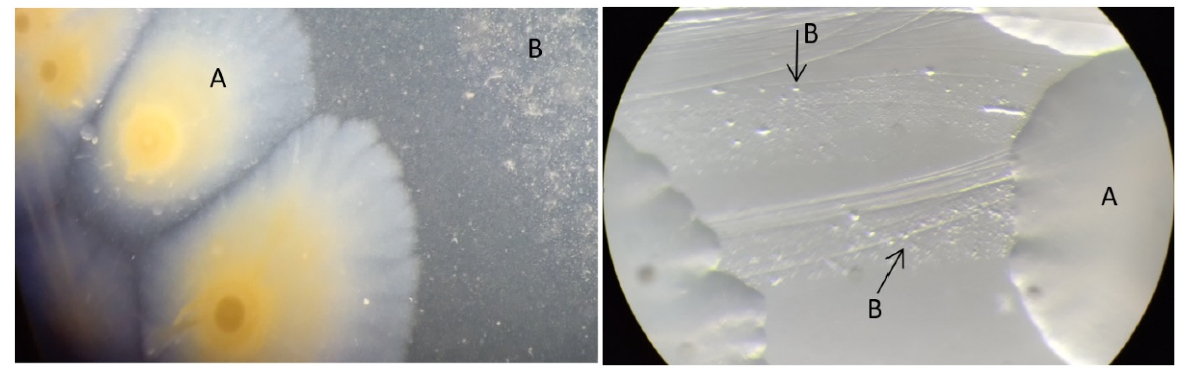 Pathogens 13 01044 g004 Pathogens 13 01044 g004