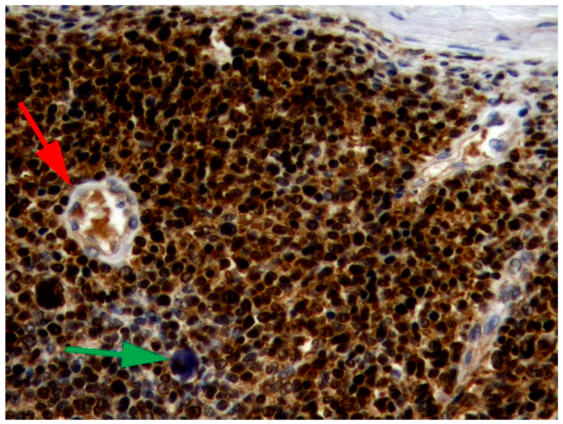 Pathogens 13 01057 g001