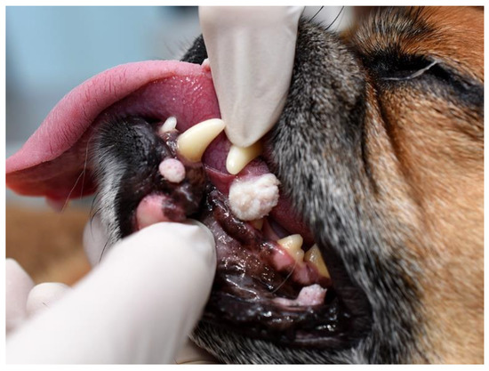 Papillomaviruses and Papillomaviral Disease in Dogs and Cats: A ...