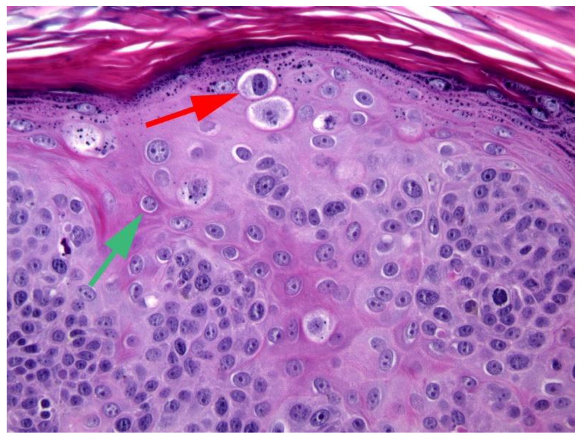 Pathogens 13 01057 g005