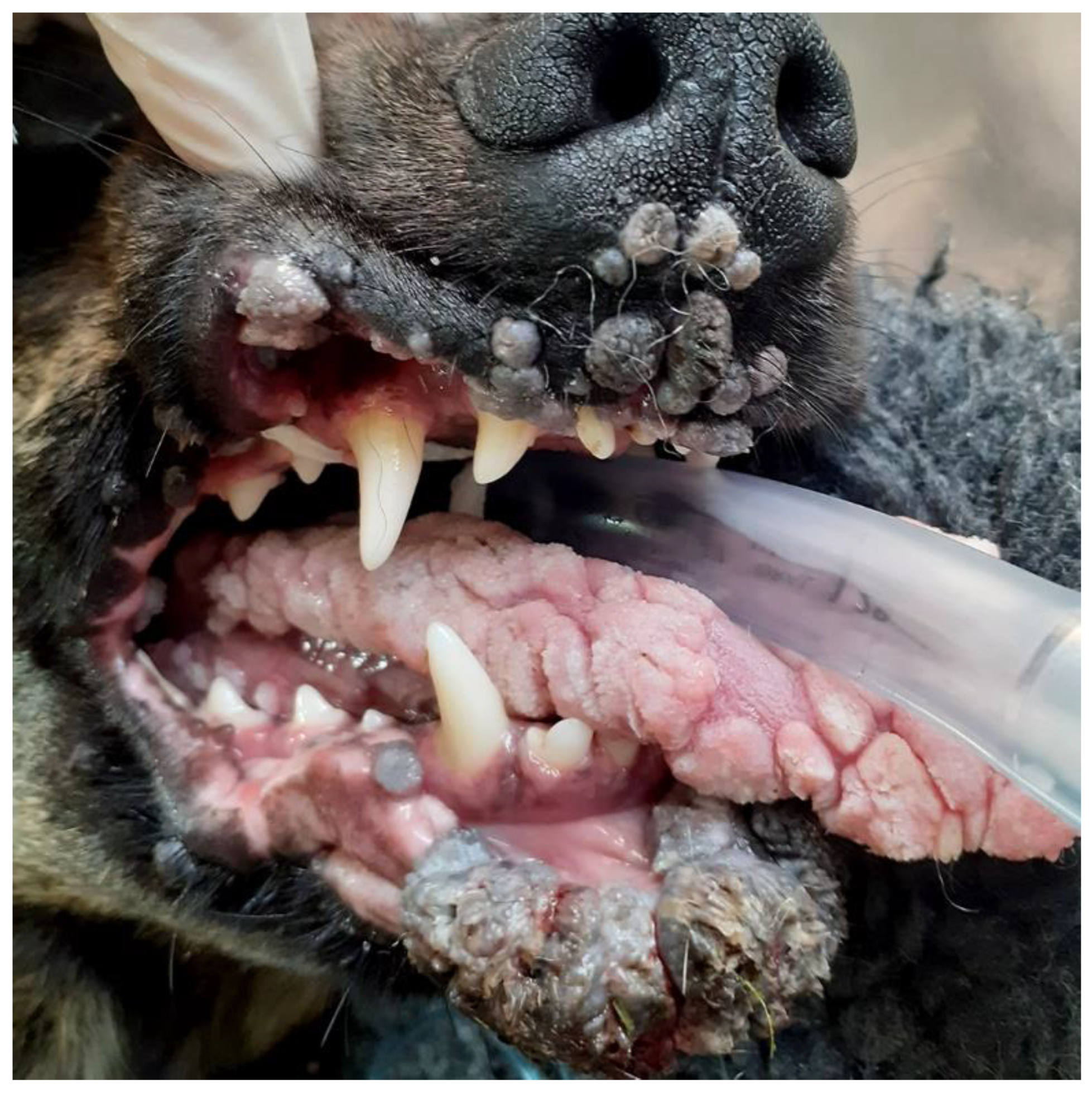 Pathogens 13 01057 g006