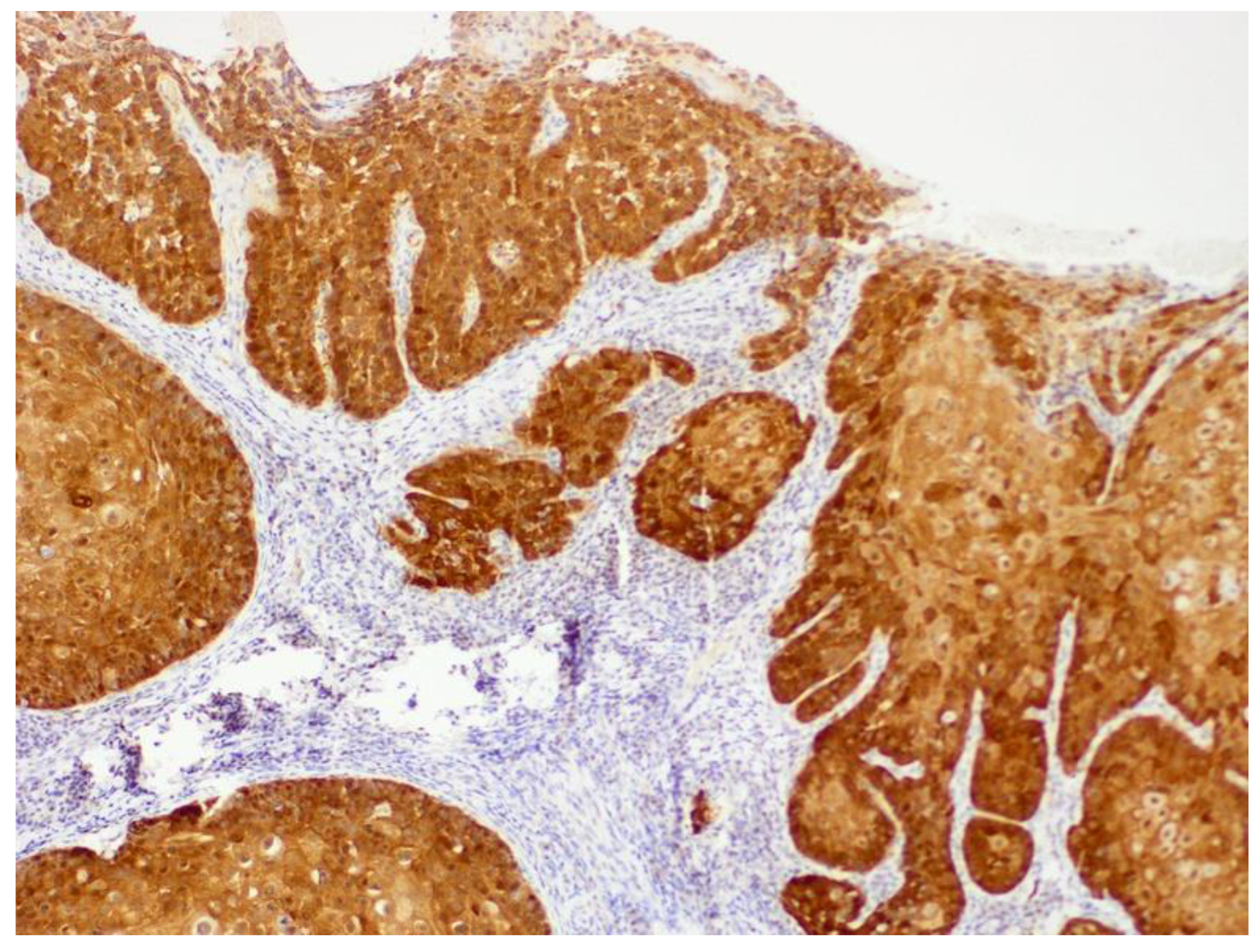 Pathogens 13 01057 g013