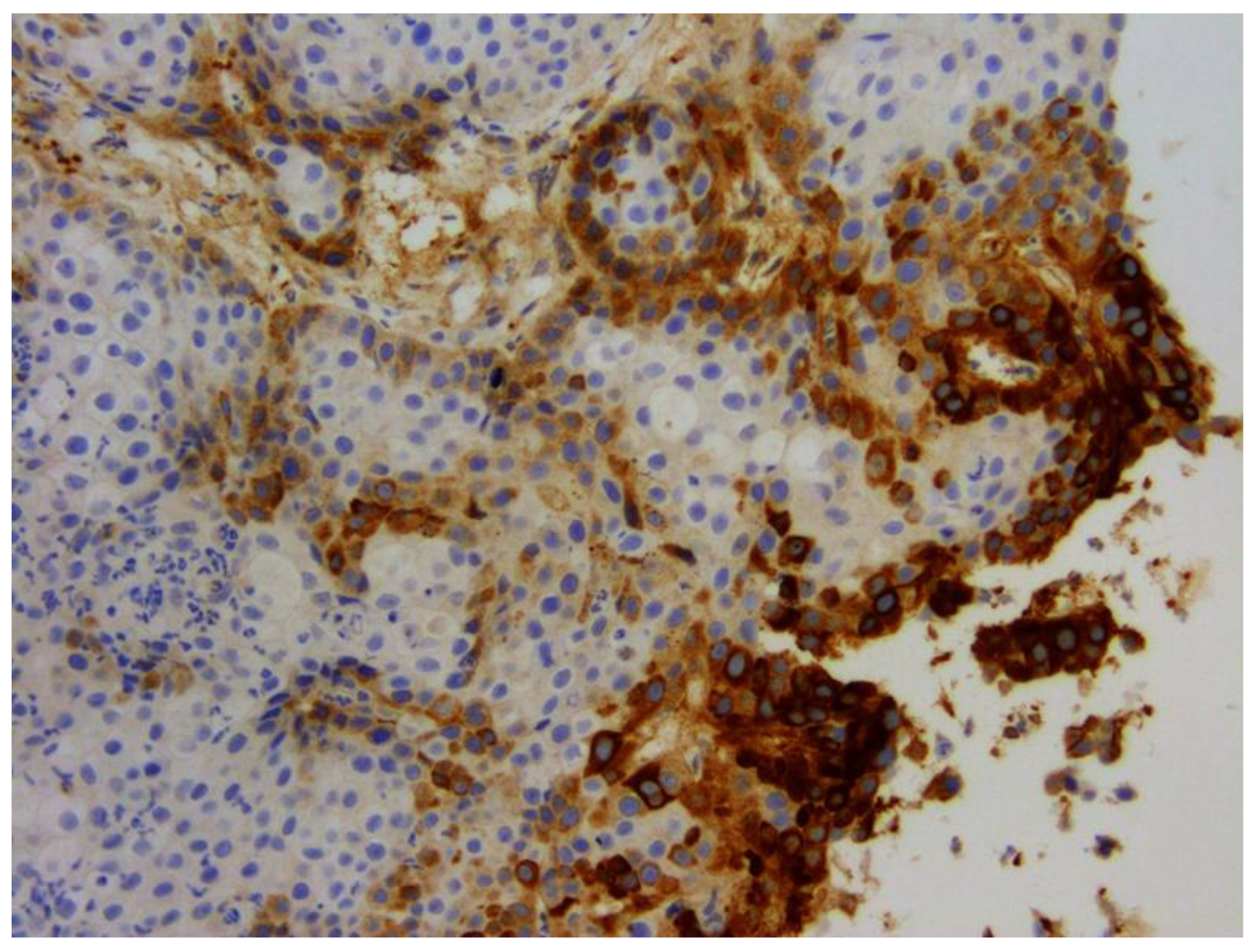 Pathogens 13 01057 g014