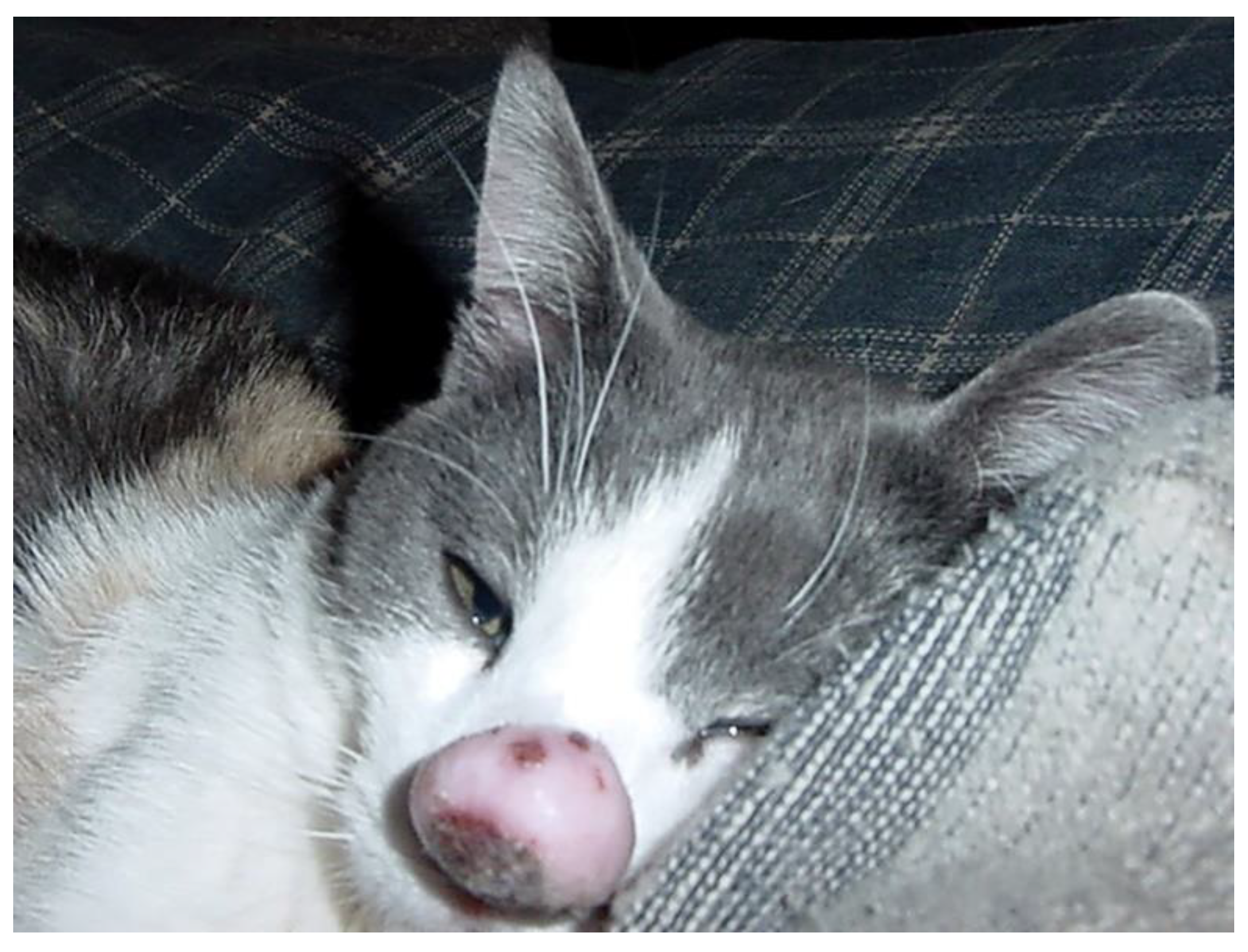 Pathogens 13 01057 g015