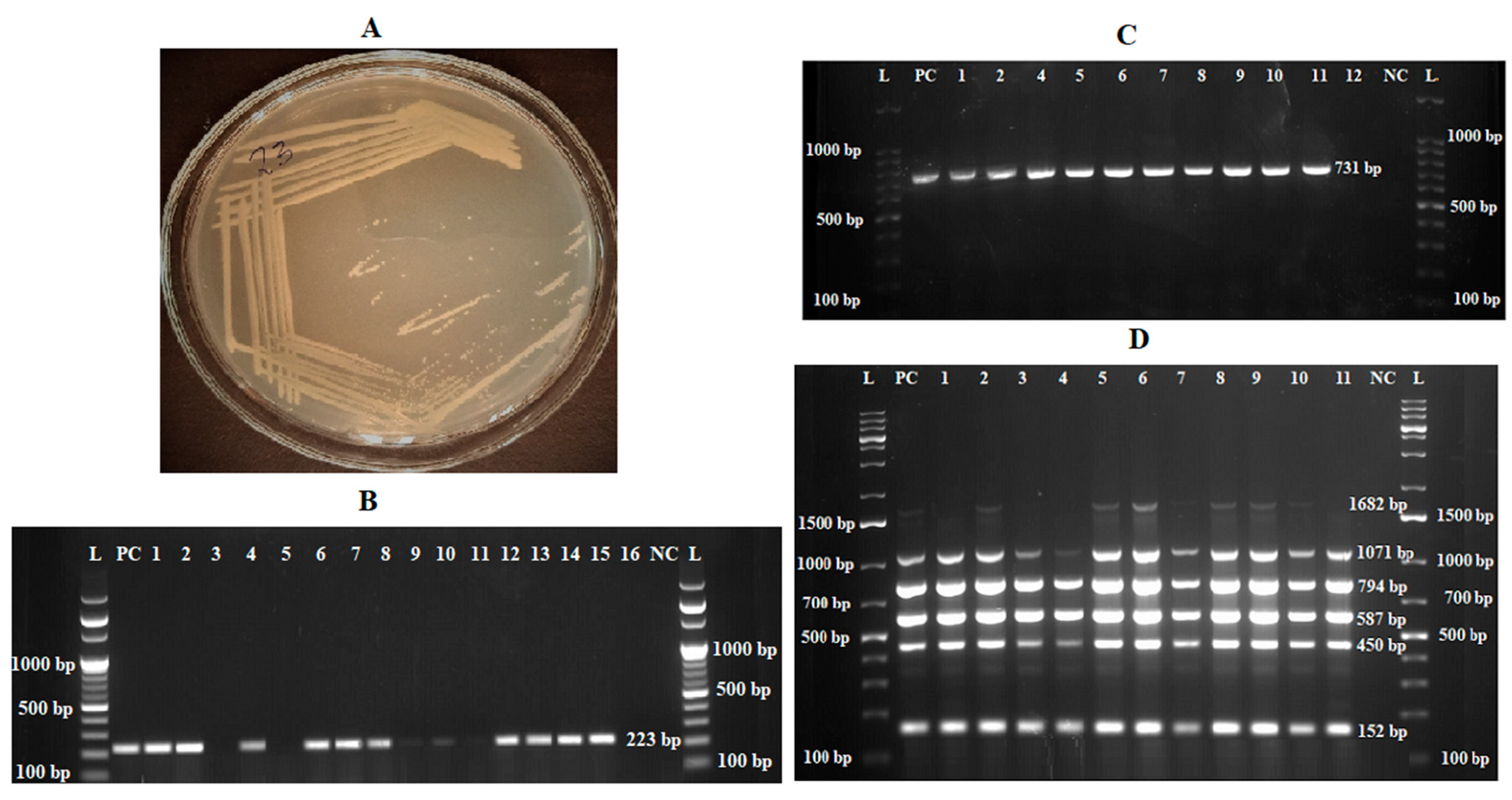 Pathogens 13 01063 g003 Pathogens 13 01063 g003