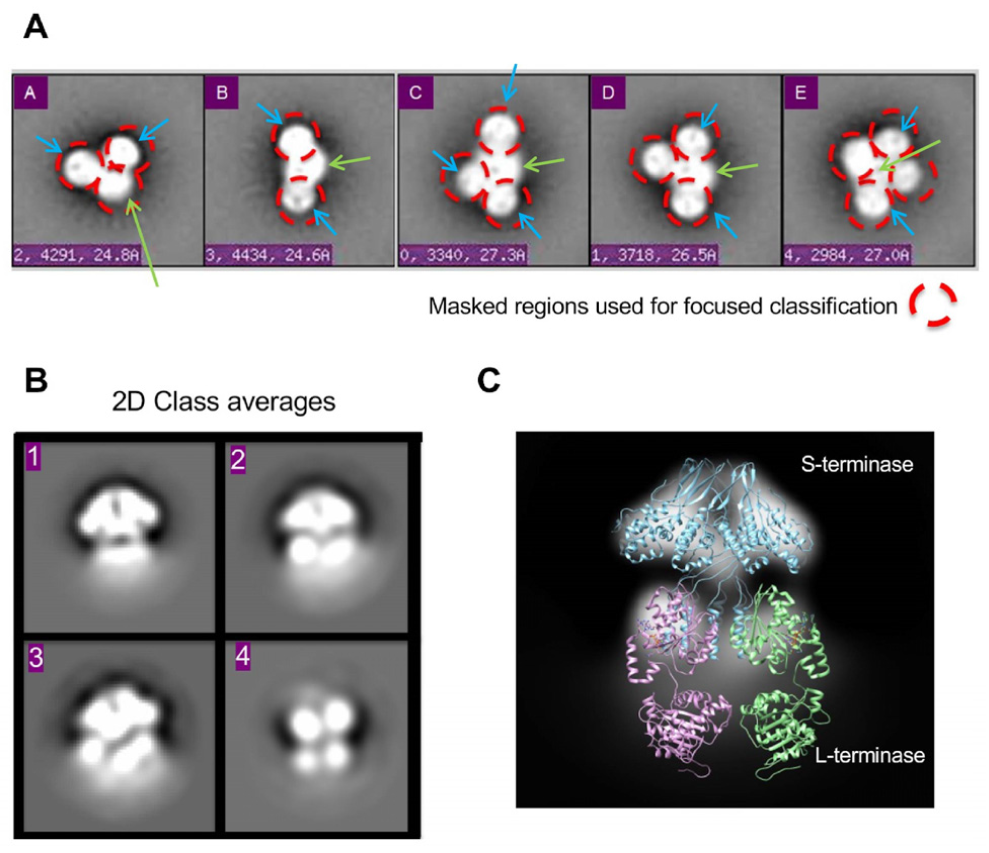 Pathogens 13 01066 g003