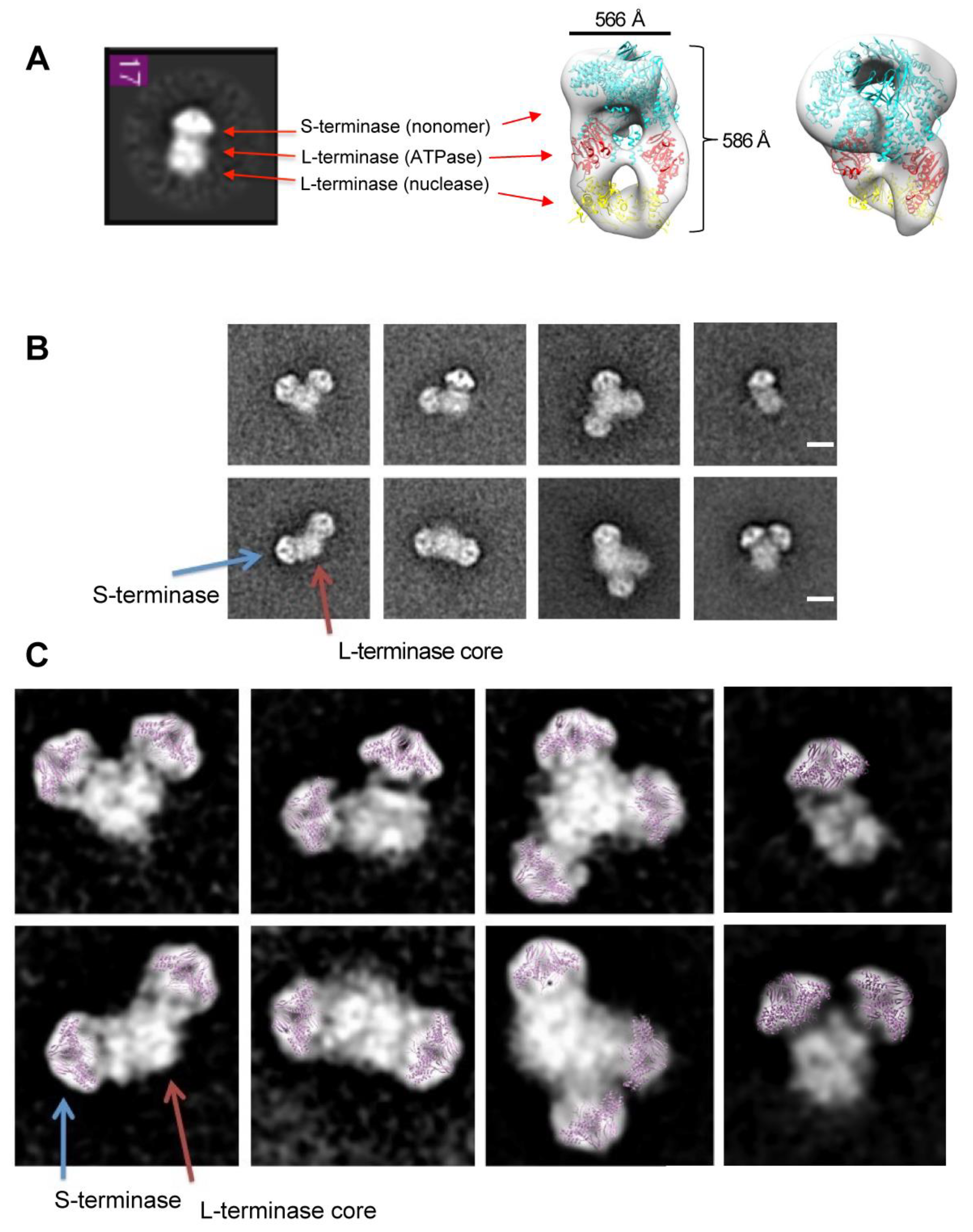 Pathogens 13 01066 g004